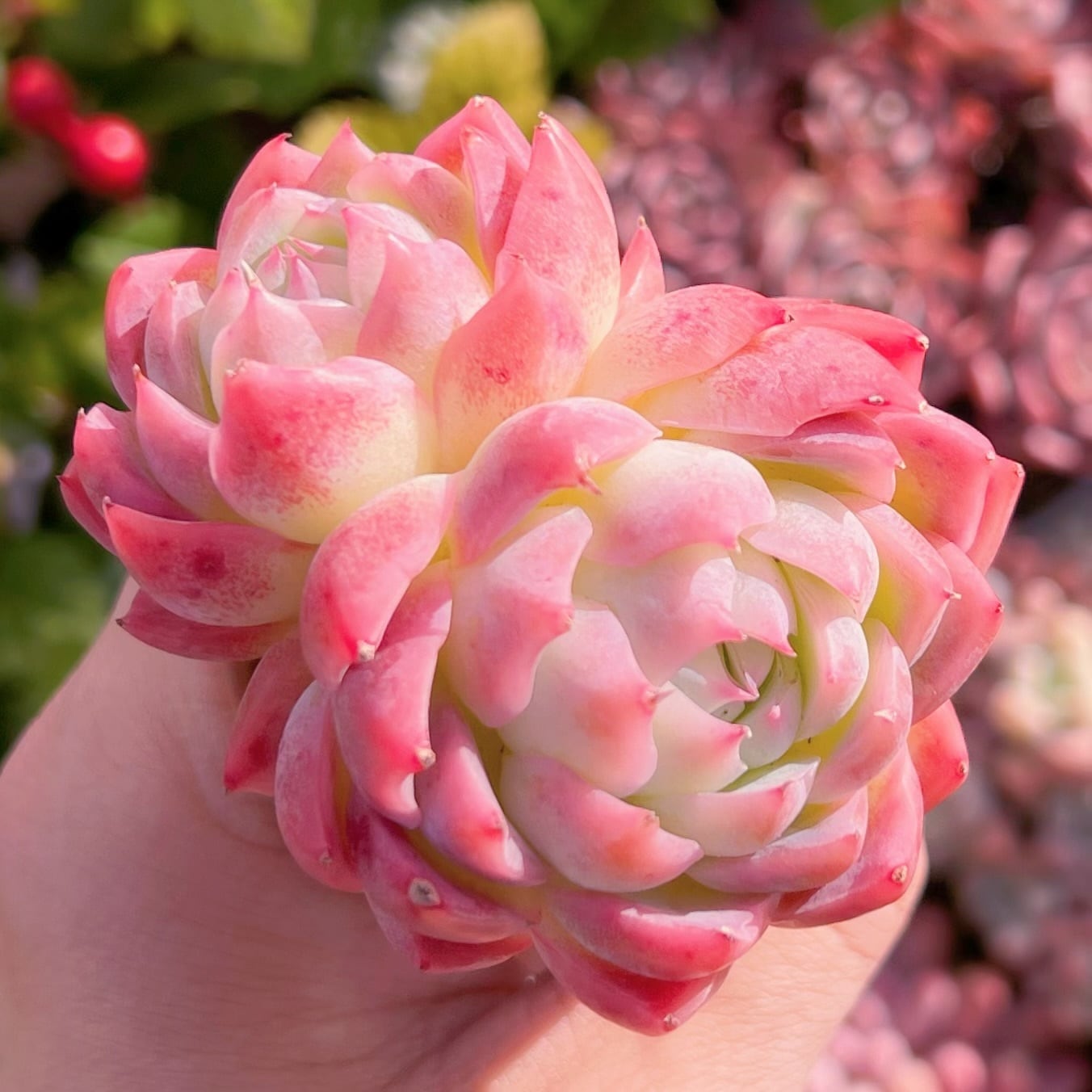 多肉植物　孤星2頭(小)6〜7cm　群生　新入荷　るる農園