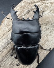 【WD】《アルキデスヒラタ アチェ産 87mm 胸幅36.1mm  ペア》