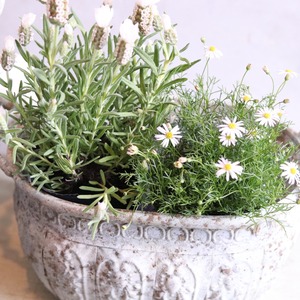 mondimanche 植木鉢　デコレハンドルオーバルSW｜シャビーシック　寄せ植えして飾ると素敵なガーデンになる　UF633