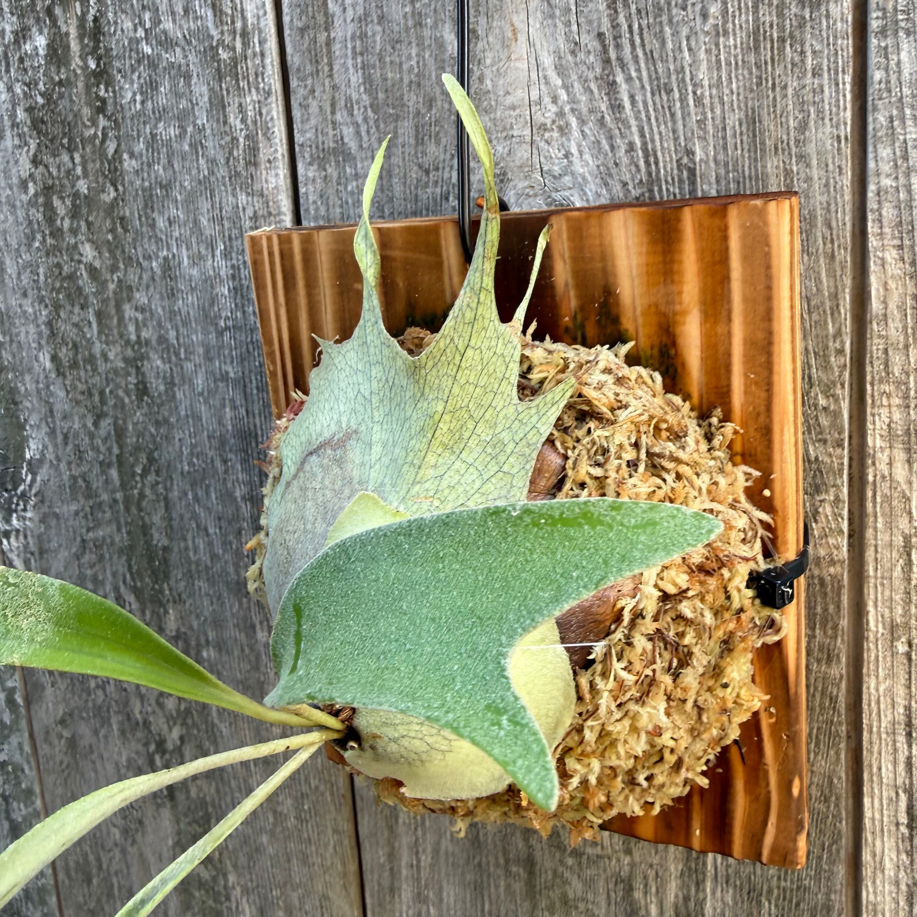 P. Rydeen spore ビカクシダ P. Rydeen spore | naturefix