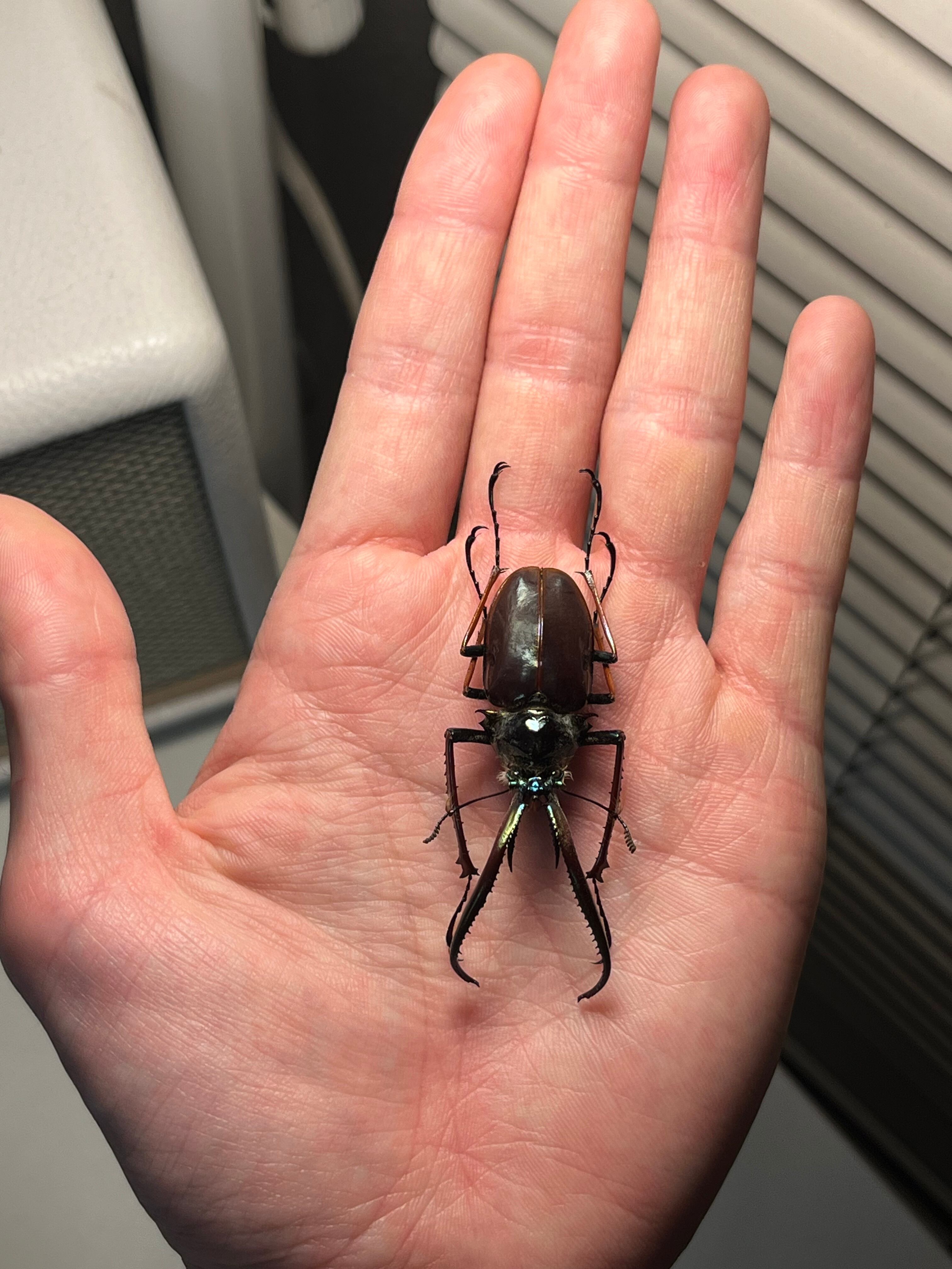 PARATYPE】ホロメタリクスチリクワガタ 56mm シワバネクワガタ