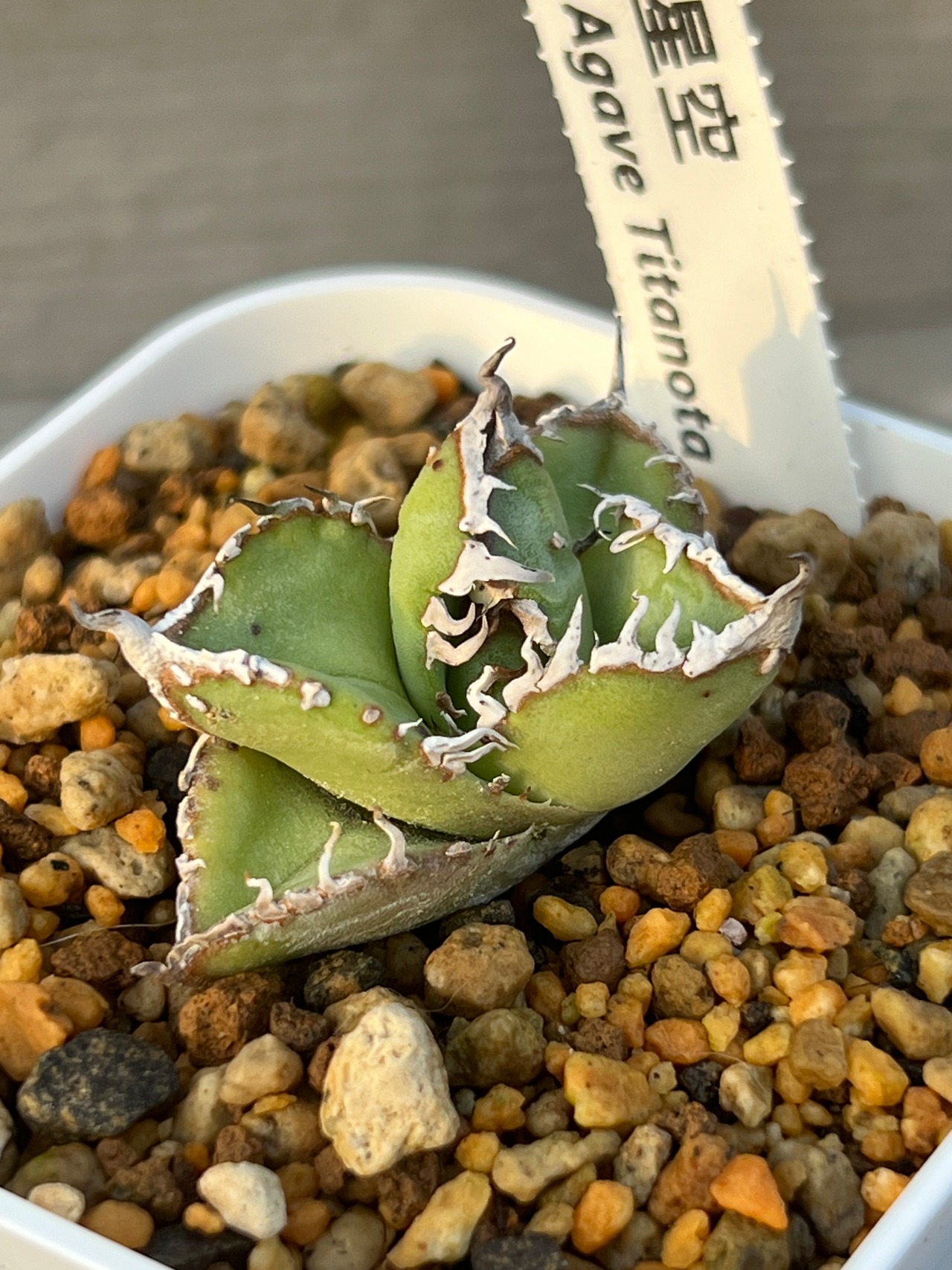 Agave titanota 星空 台湾株