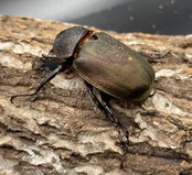 【WD】《ミンダナオアトラスオオカブト 90mmUP ペア》②