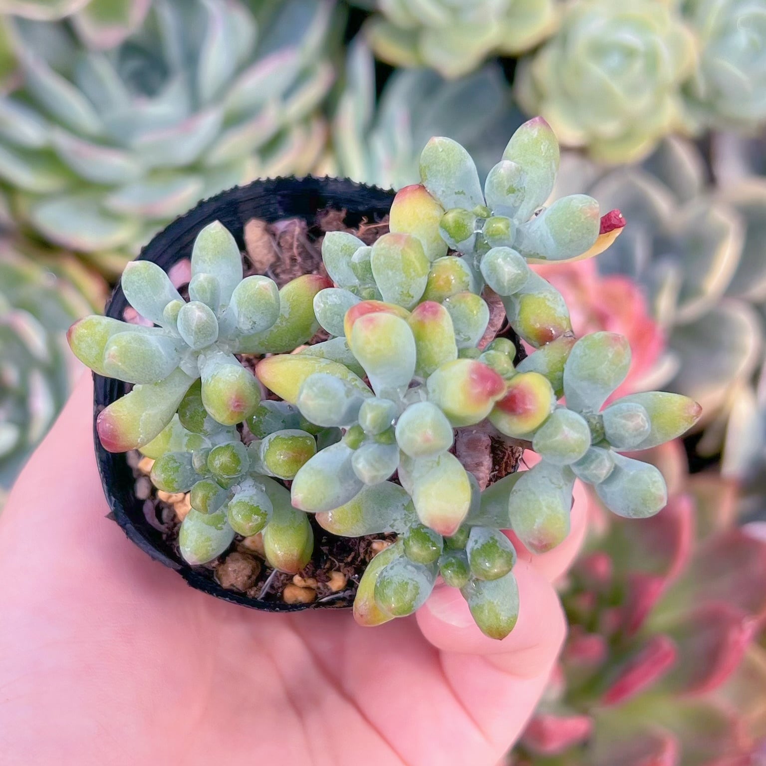 現品　ベリー果#E03　残りわずか　るる農園