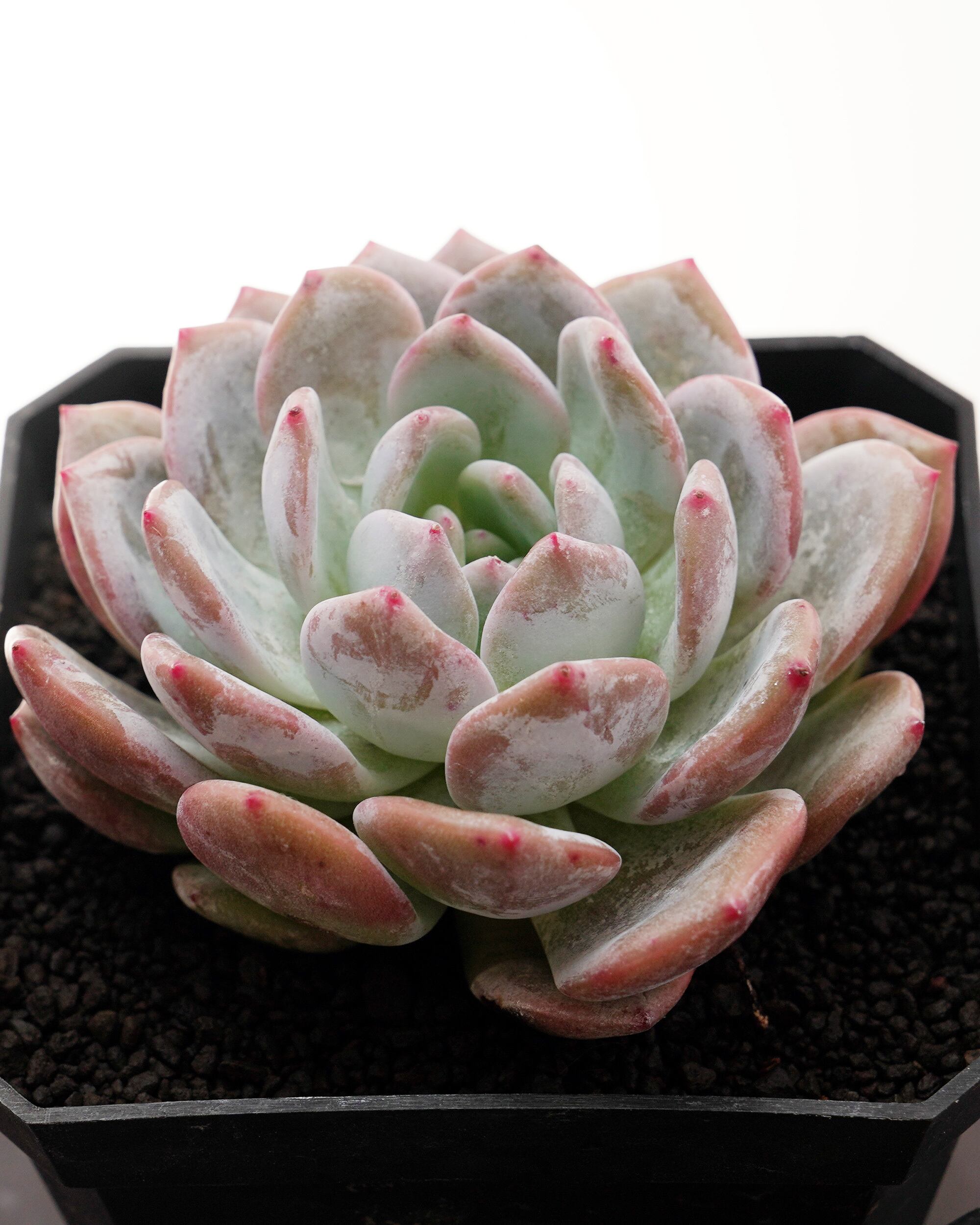 超美苗ケラリアン 超美苗ケラリアン 【公式通販】