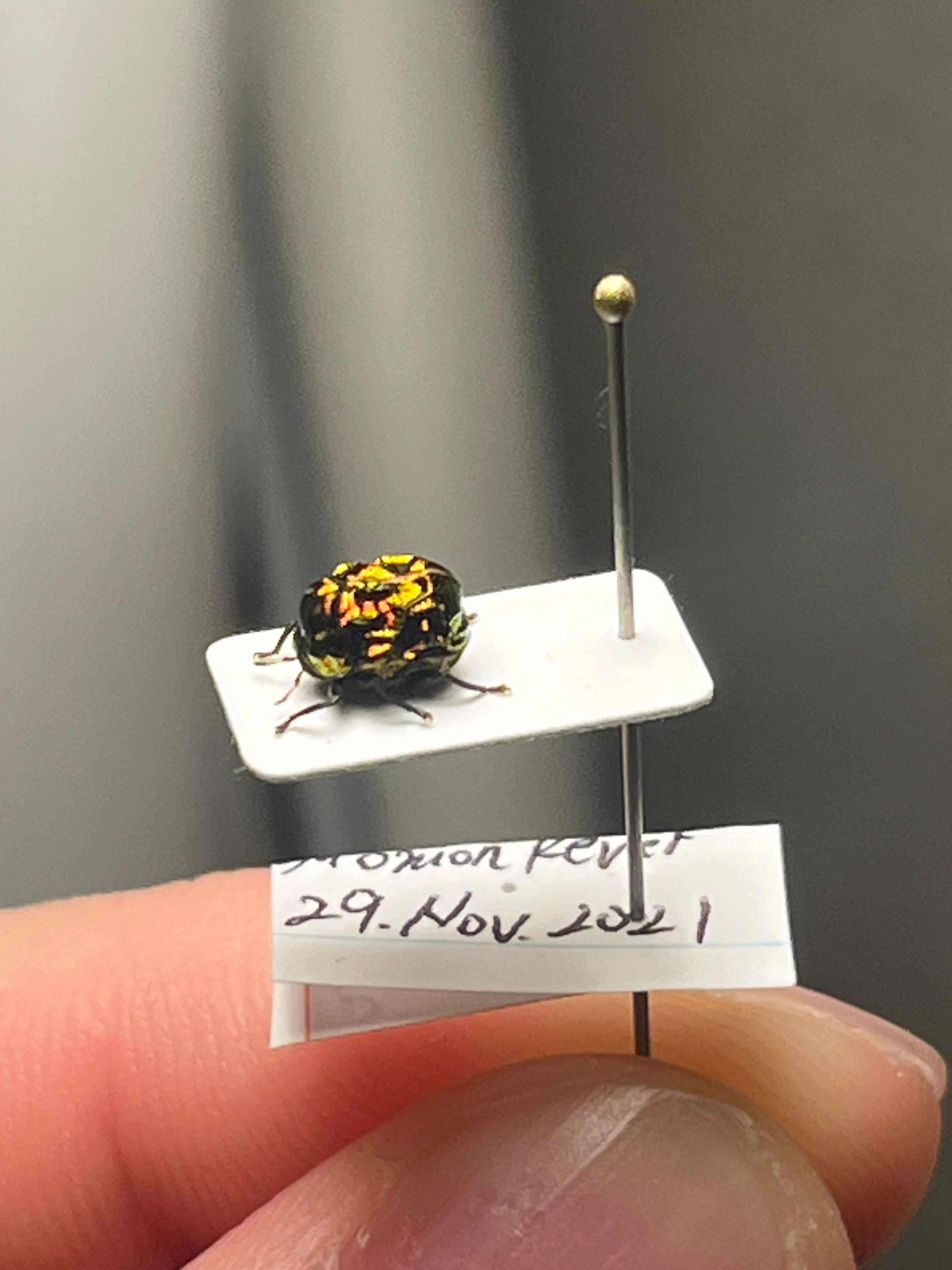 9mm】グンジョウオオコブハムシ コメツキムシ昆虫標本甲虫タマムシス