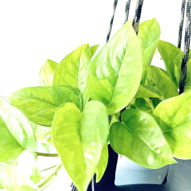【限定品】ポトス エメラルド ラバーハンギング 登録品種 観葉植物 calm cafe