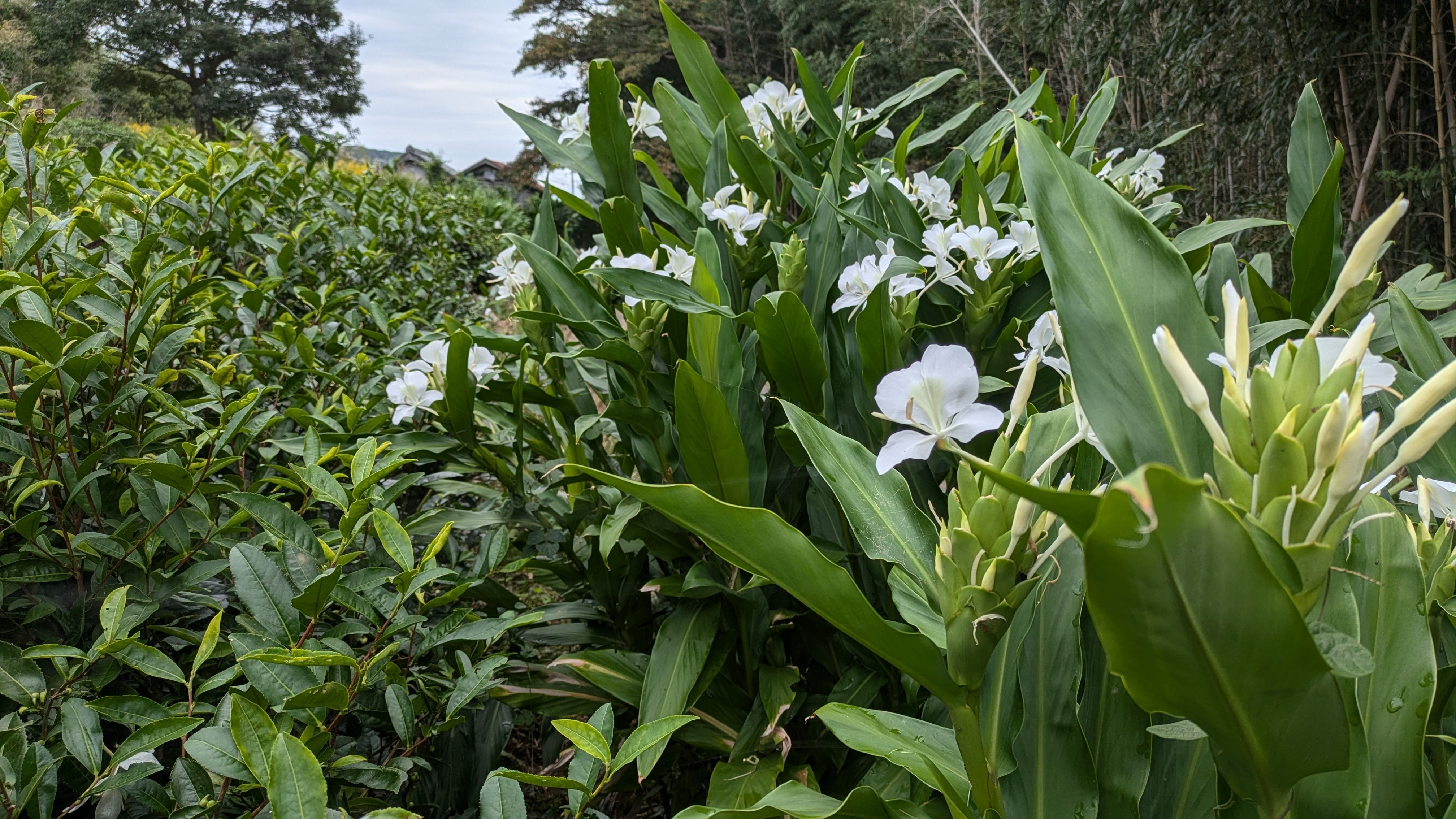 リリー(緑茶)花香釜茶 花弁なし | 釜炒り茶 柴本