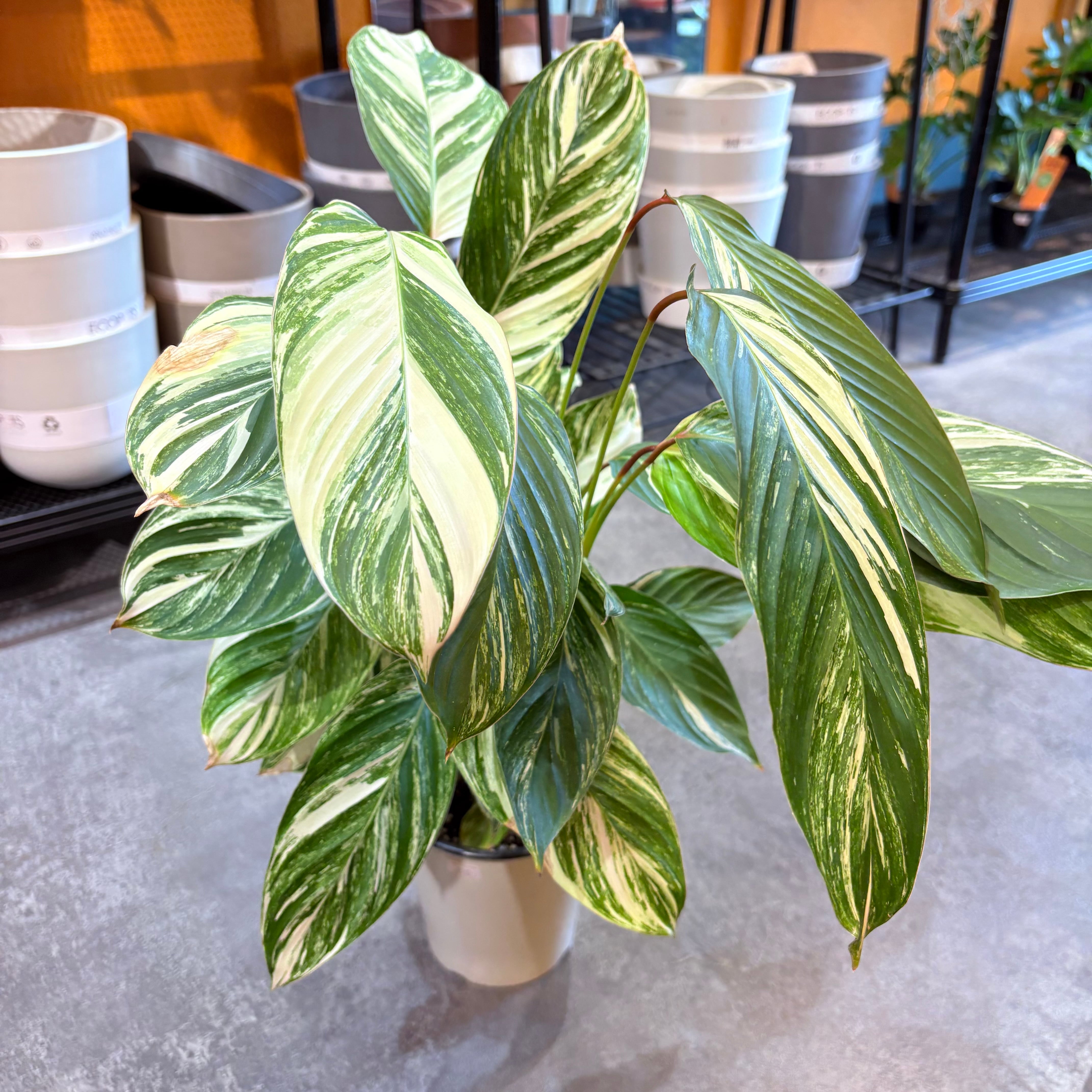 アグラオネマ カーティシー 3.5号 | Green Vibes 宇都宮市の観葉植物専門店