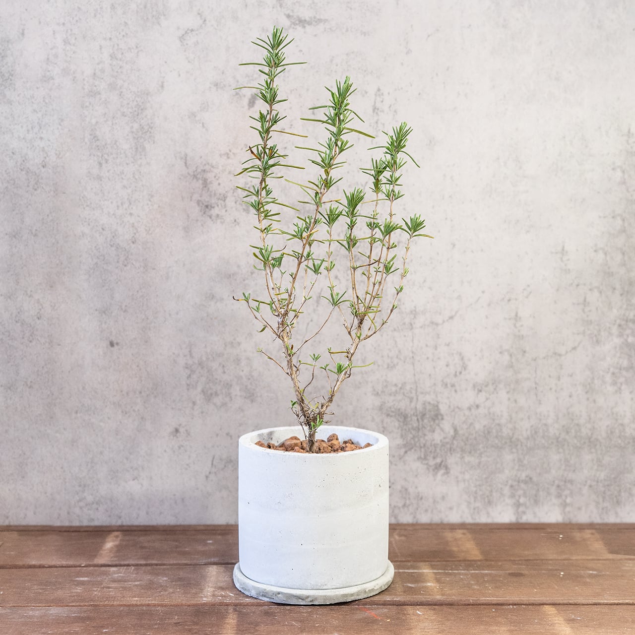 コピー:【形にこだわり抜いた】一株ごとの厳選仕入れで見つけた、美しいユーカリ・グニー。無機質な手づくりモルタル鉢との対比が際立つ一品|虫発生抑制|送料全国一律850円