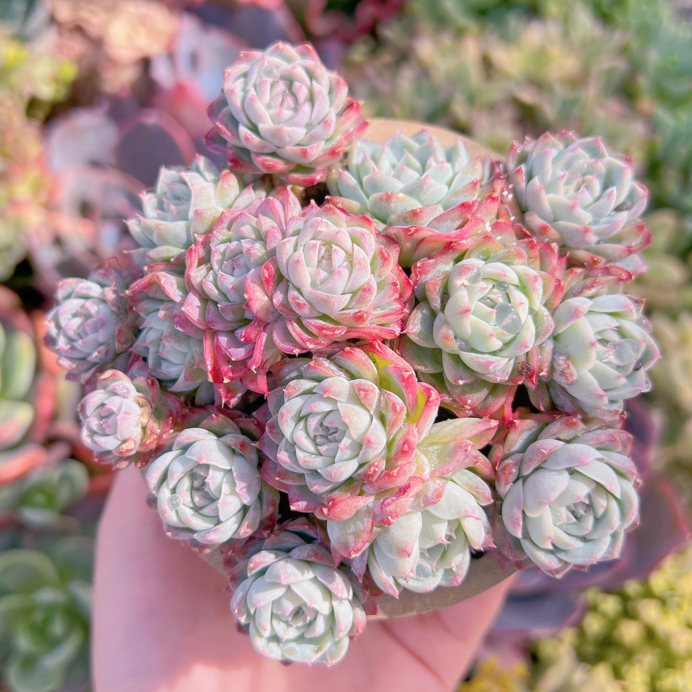 現品　女王花冠#F218　群生　新入荷　るる農園