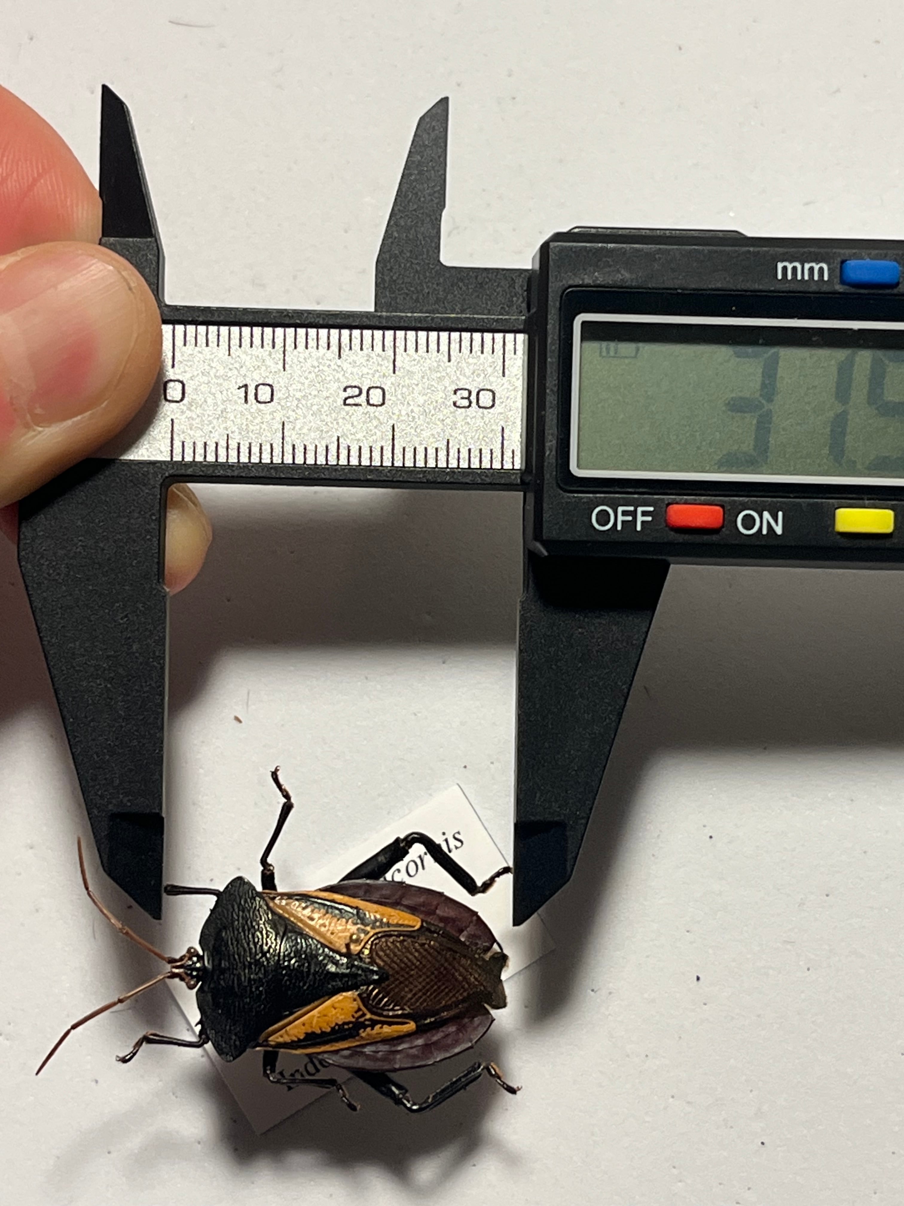 亀虫最大種】Oncomeris flavicornisカメムシ 昆虫標本甲虫コメツキムシ