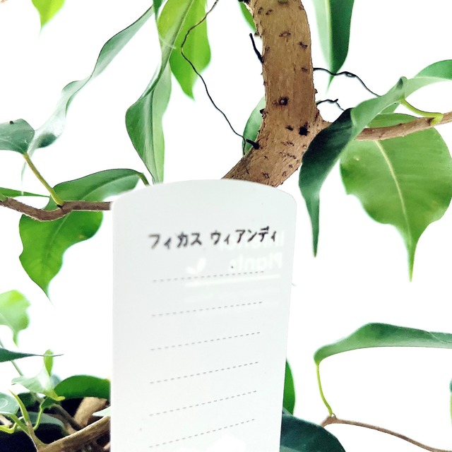 フィカス ウィアンディ 曲がり幹 観葉植物 calm cafe
