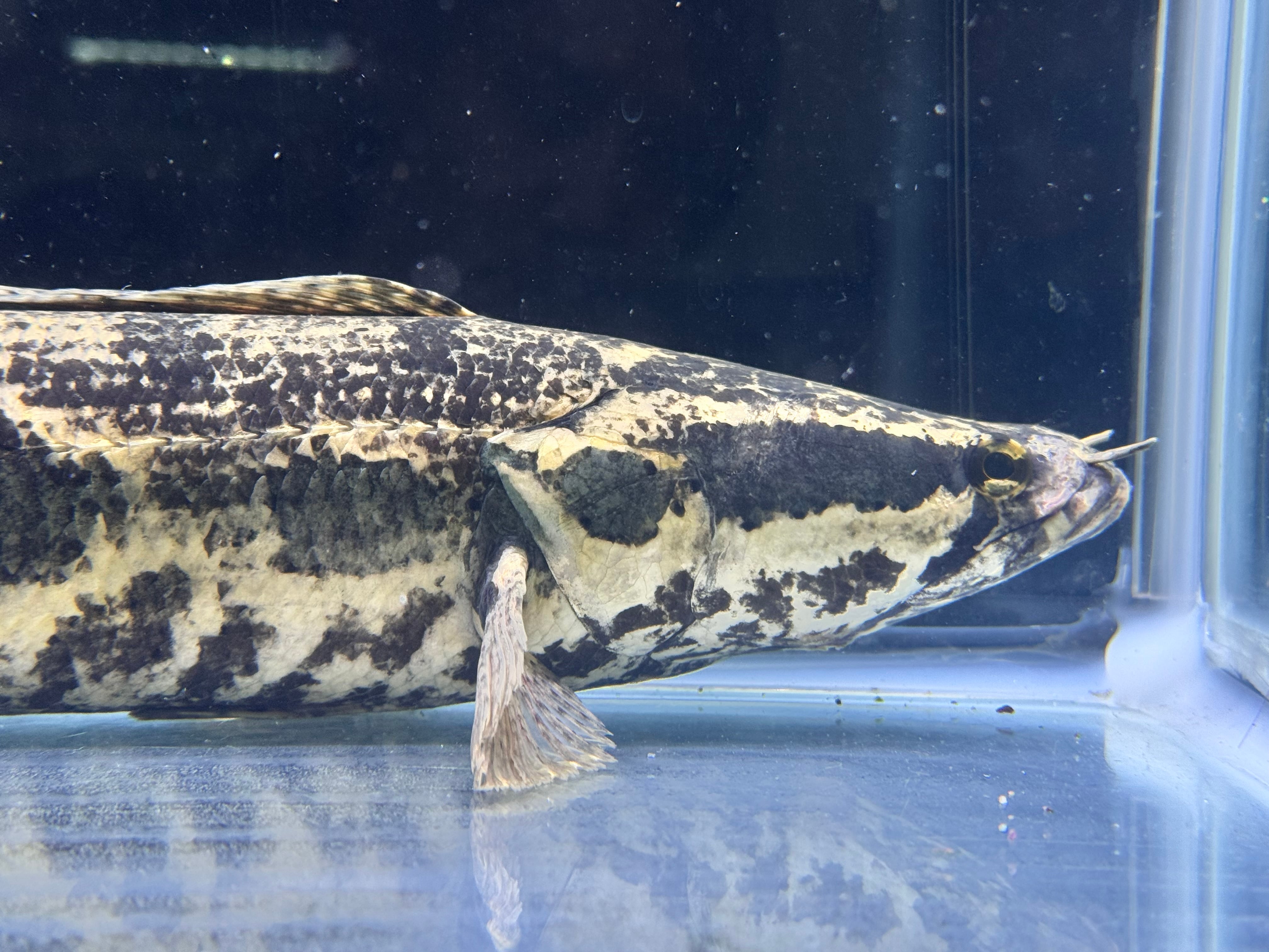 直輸入】アフリカンスネークヘッド40up⑧42cm | AQUASTYLEG