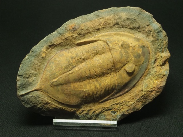 希少！三葉虫【Megistaspis hammondi】【114 mm】モロッコ王国産/化石/Ekeraspis