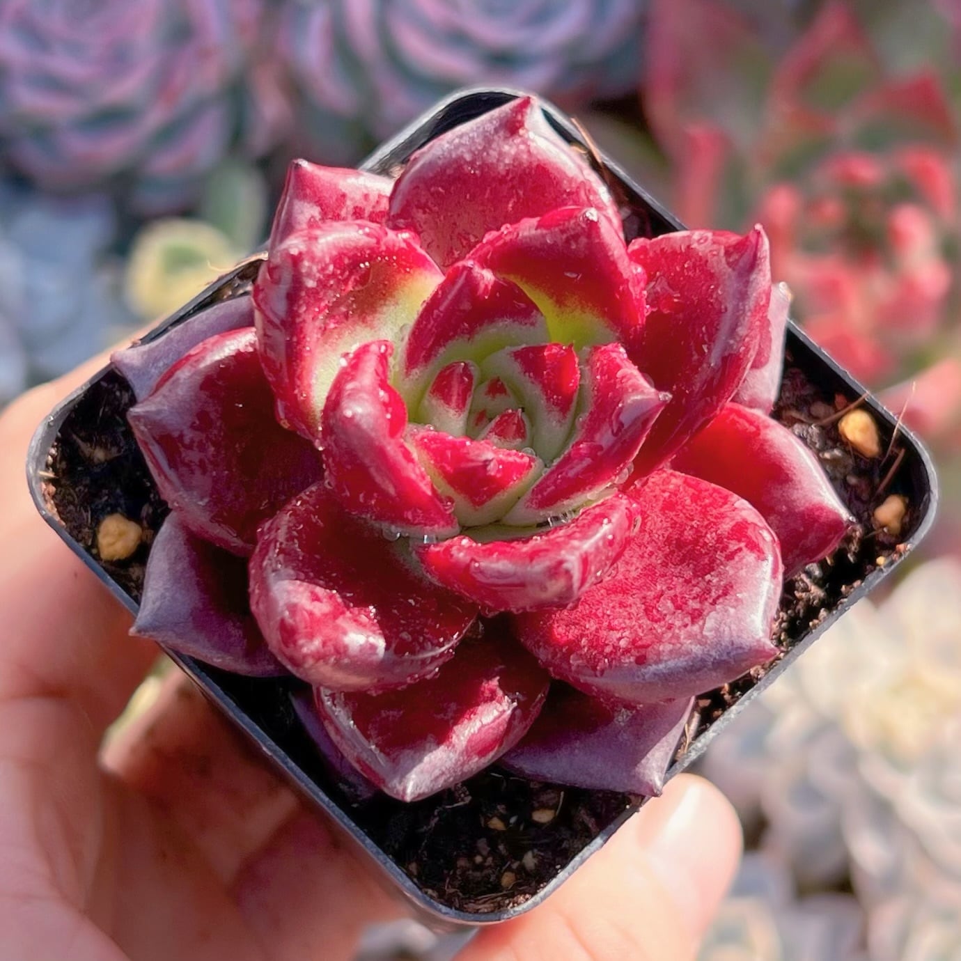 現品　レッドプラム#610　新入荷　るる農園