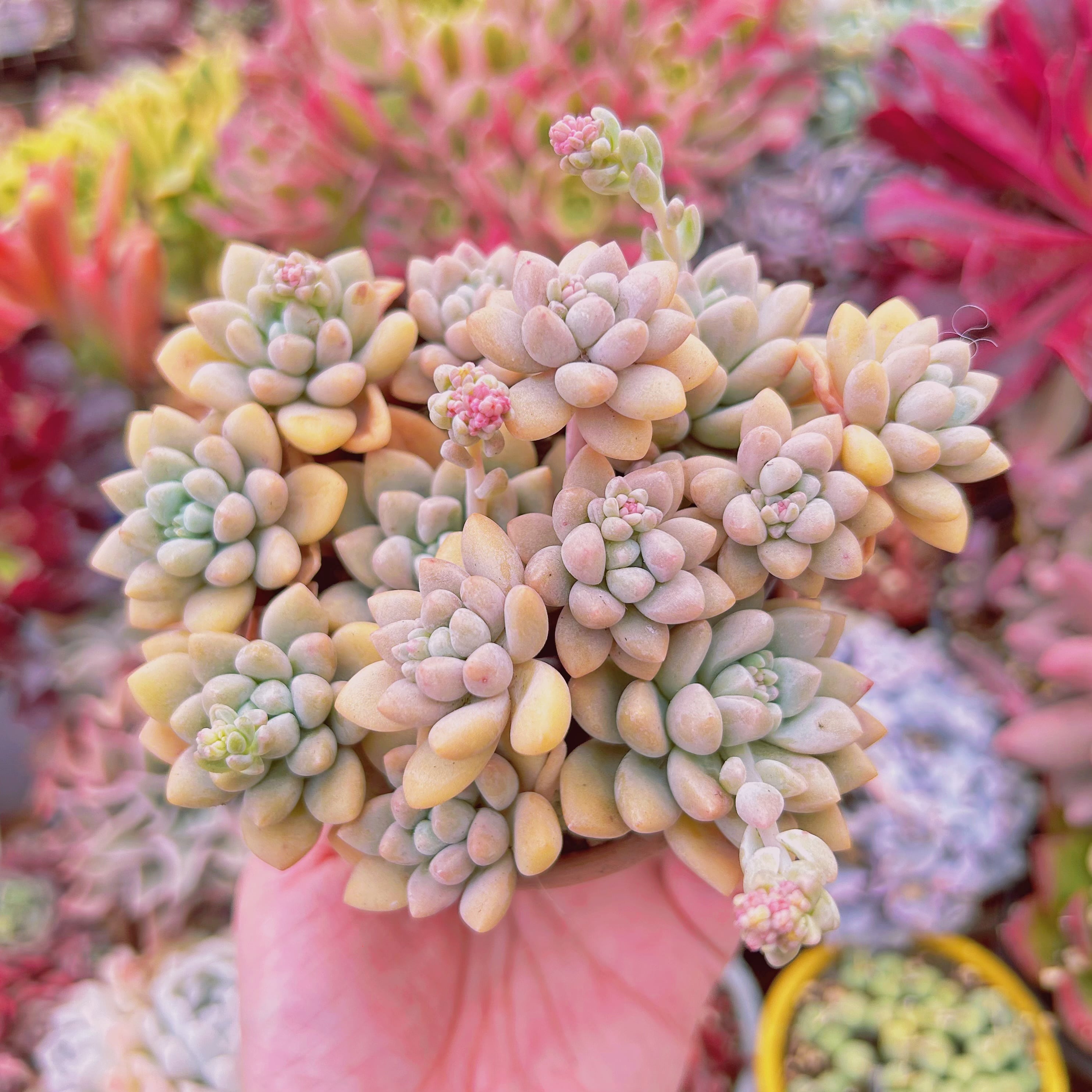 760現物 多肉植物 プロリフェラxフレヌ 2群生 | るる農園~多肉植物専門