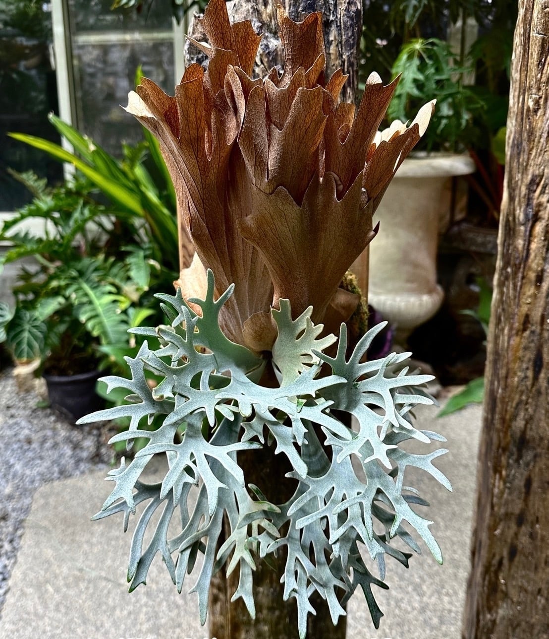 a) P. willinckii 'Elves' ビカクシダ ウィリンキー 'エルベス