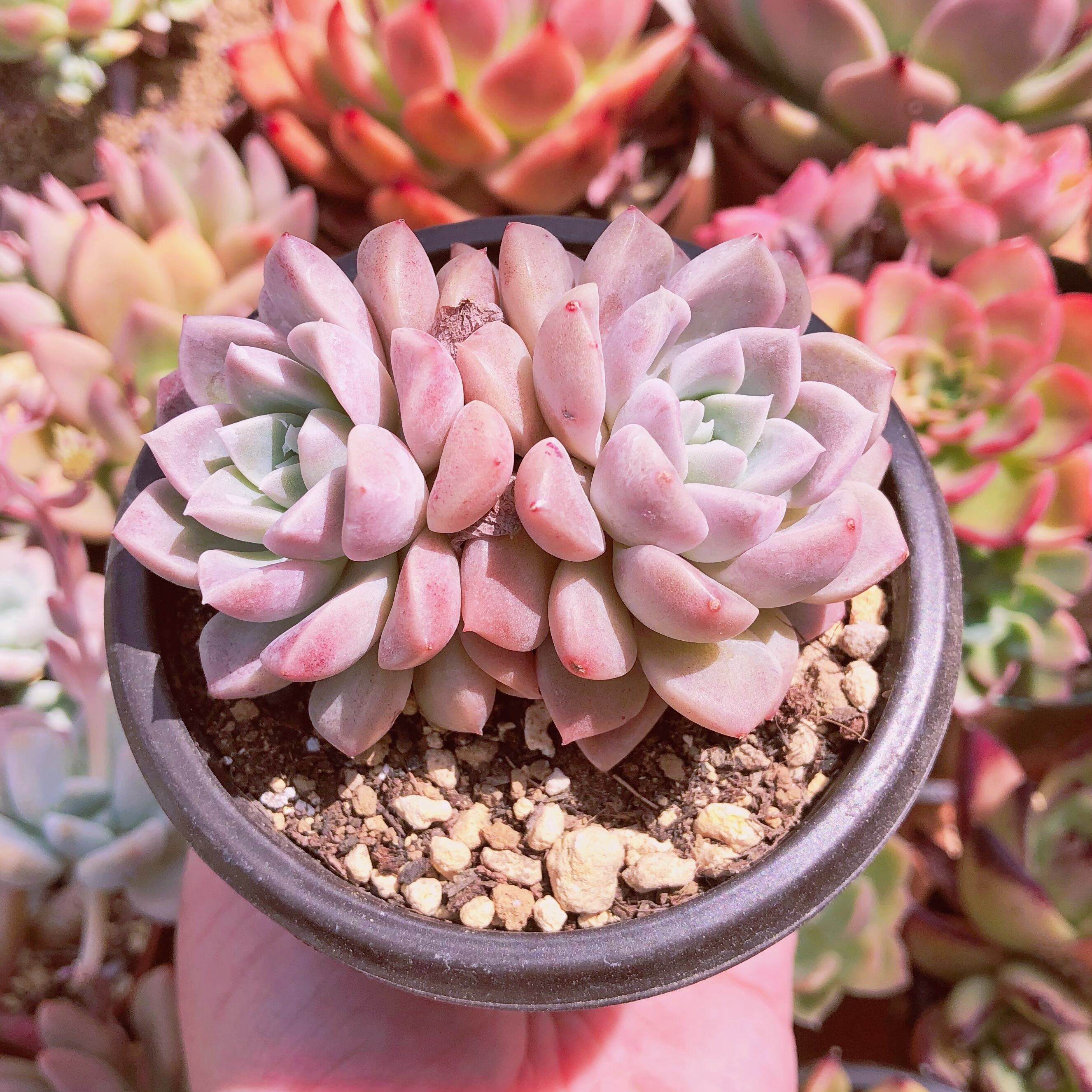 多肉植物 ピンクブルーズ 群生 | るる農園~多肉植物専門