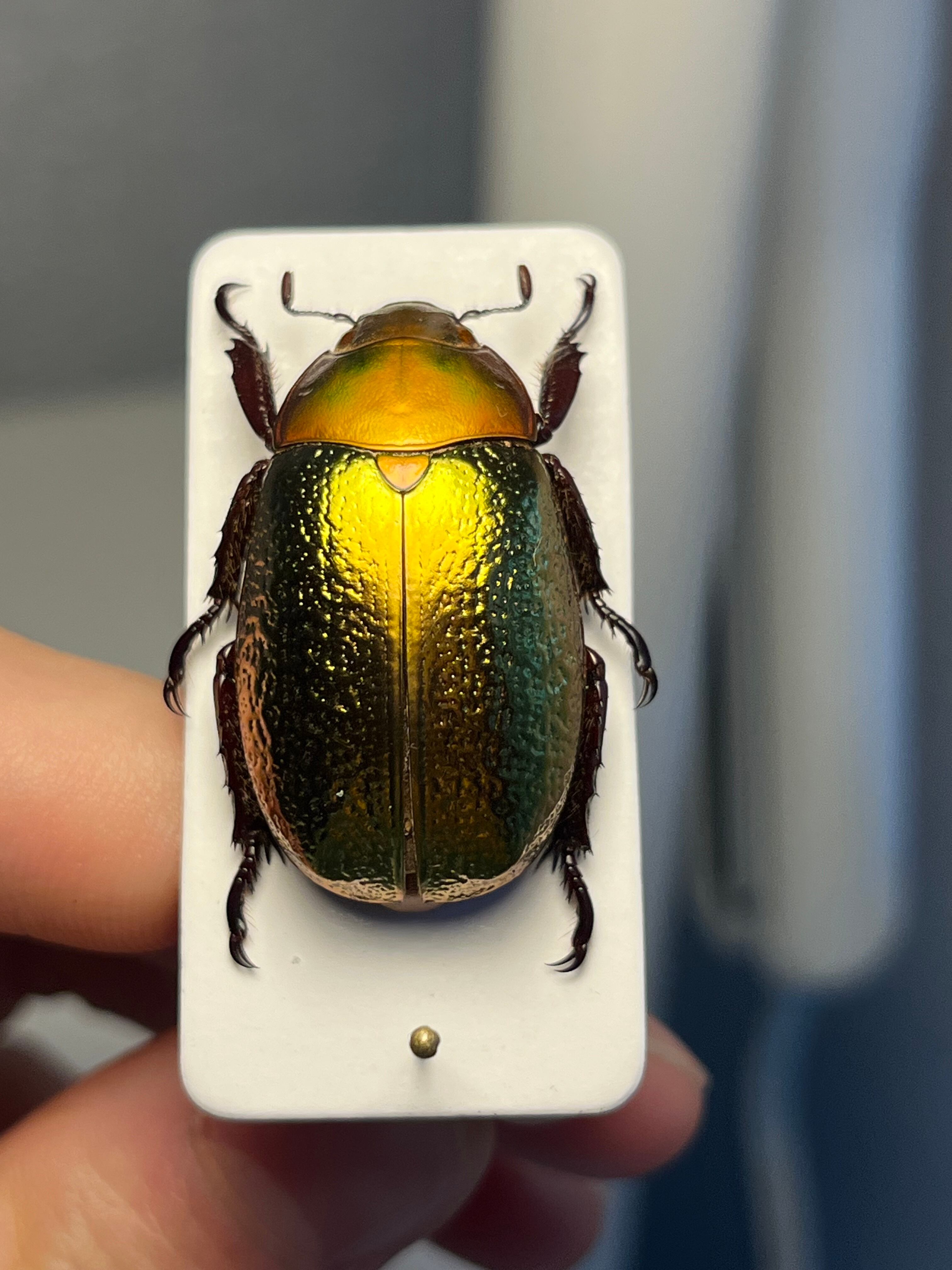 最新作】ボウカルディプラチナコガネ Chrysina boucardi GOLDform 頭が