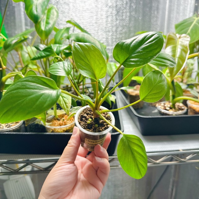 アロカシア ユカタンプリンセス 斑入り ピンク alocasia アロイド | B.runo