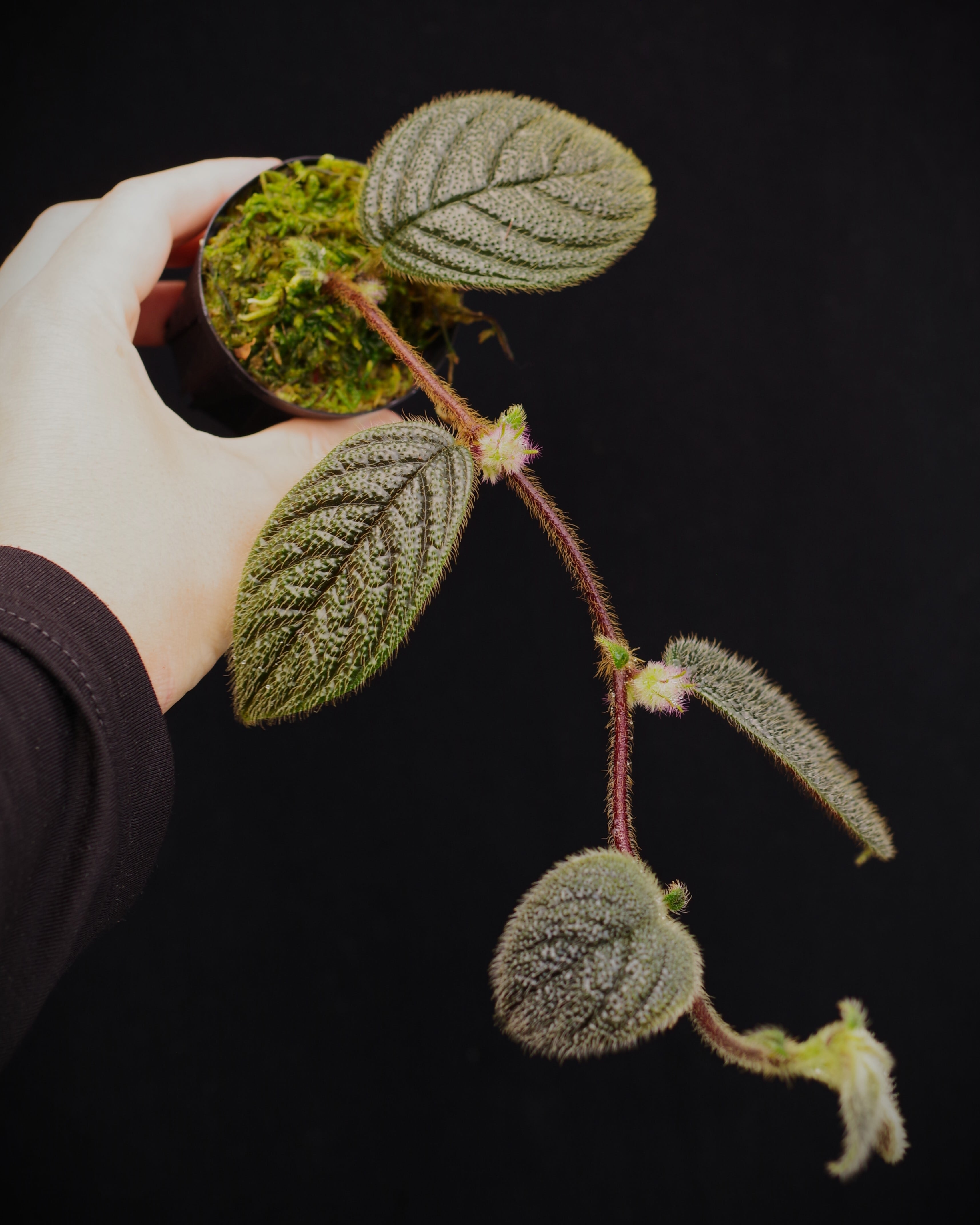 まーやん　ベニアミコケムシ①③④⑤ Columnea minor (type4) | 伊藤蟻植物農園
