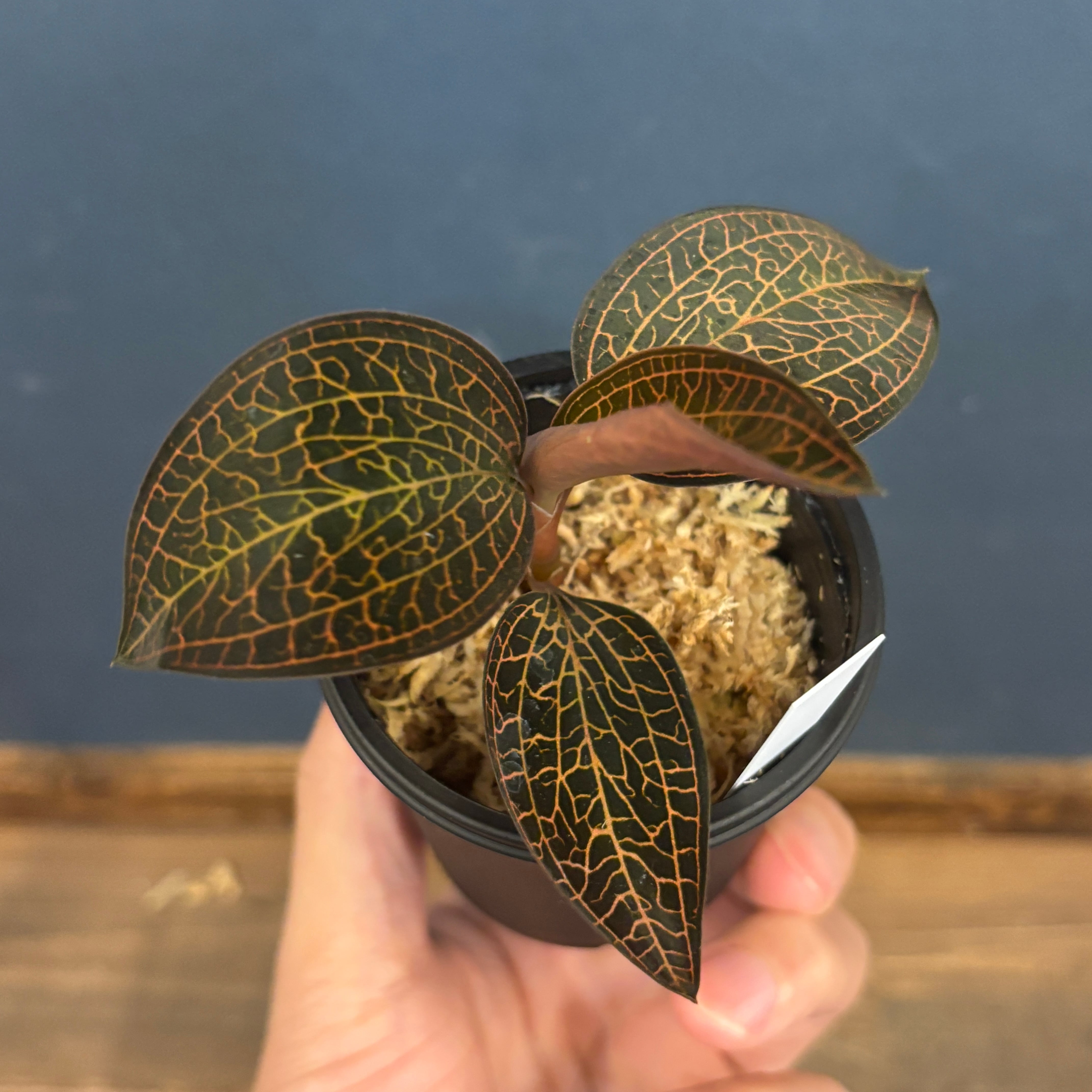 ジュエルオーキッド ルドキルス【63】 | PROTOLEAF プロトリーフ