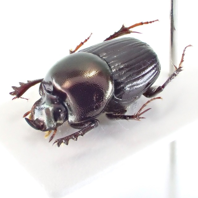 フランス領ギアナ産 Onthophagus xanthomerus ♂ 7.5mm