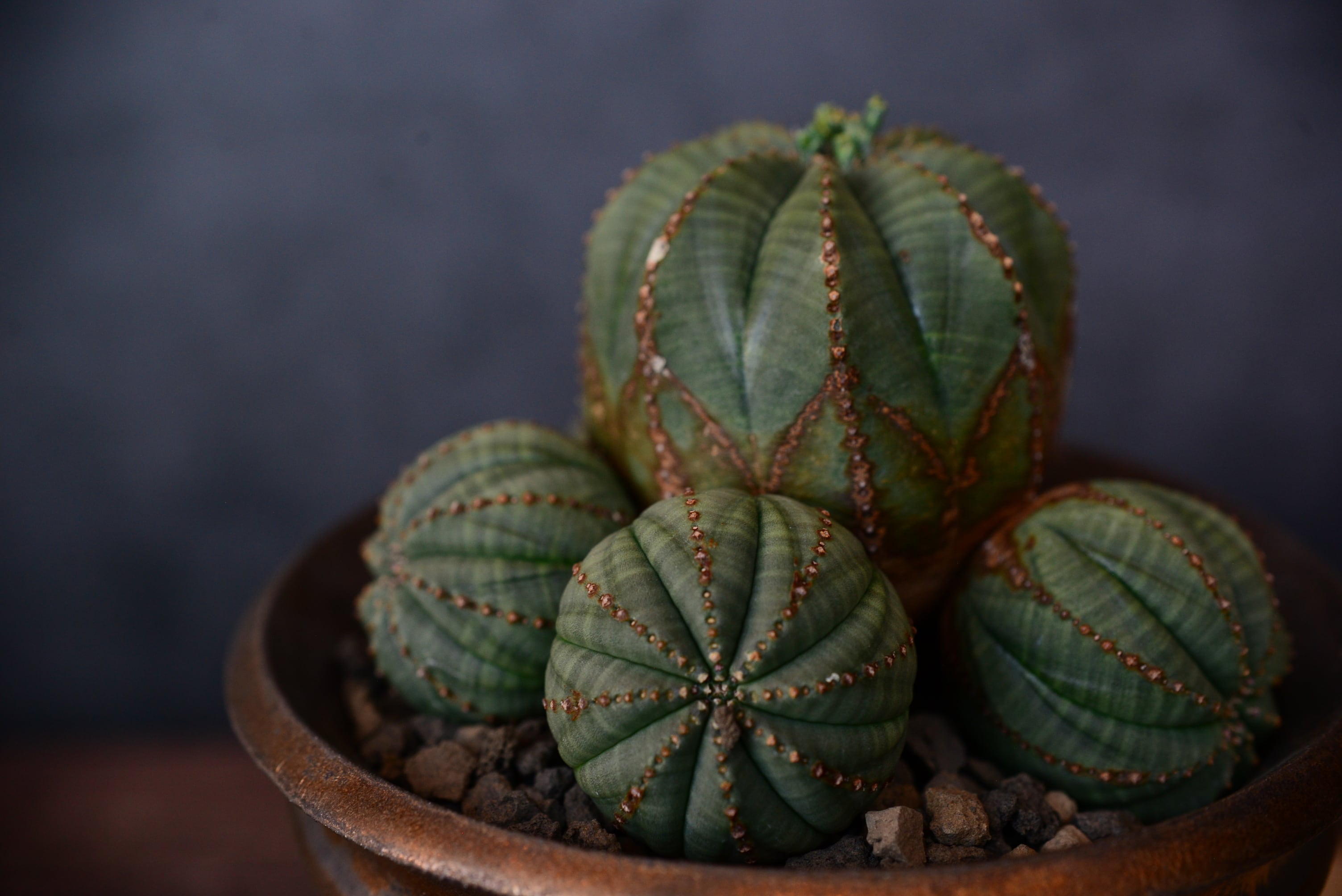 送料無料 入手困難 激レア ユーフォルビア 飛竜 カタチ製作所 バレル 超良個体 送料無料 入手困難 激レア ユーフォルビア 飛竜 カタチ製作所 バレル