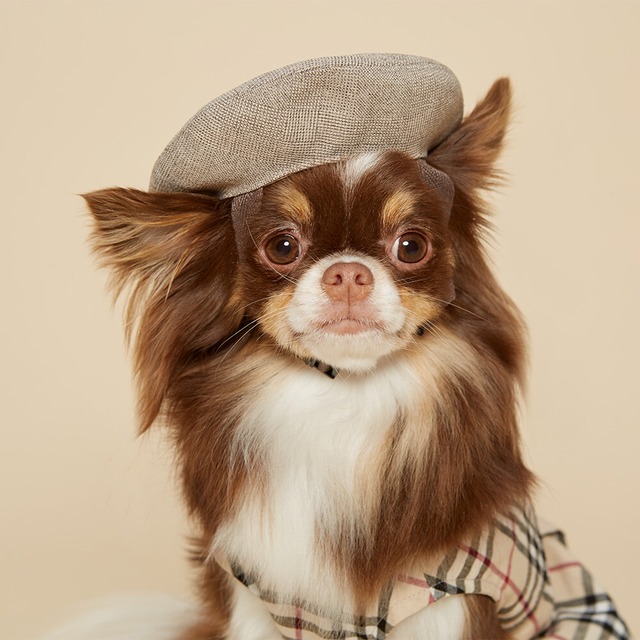 【予約】[petish] 子犬ベレー帽