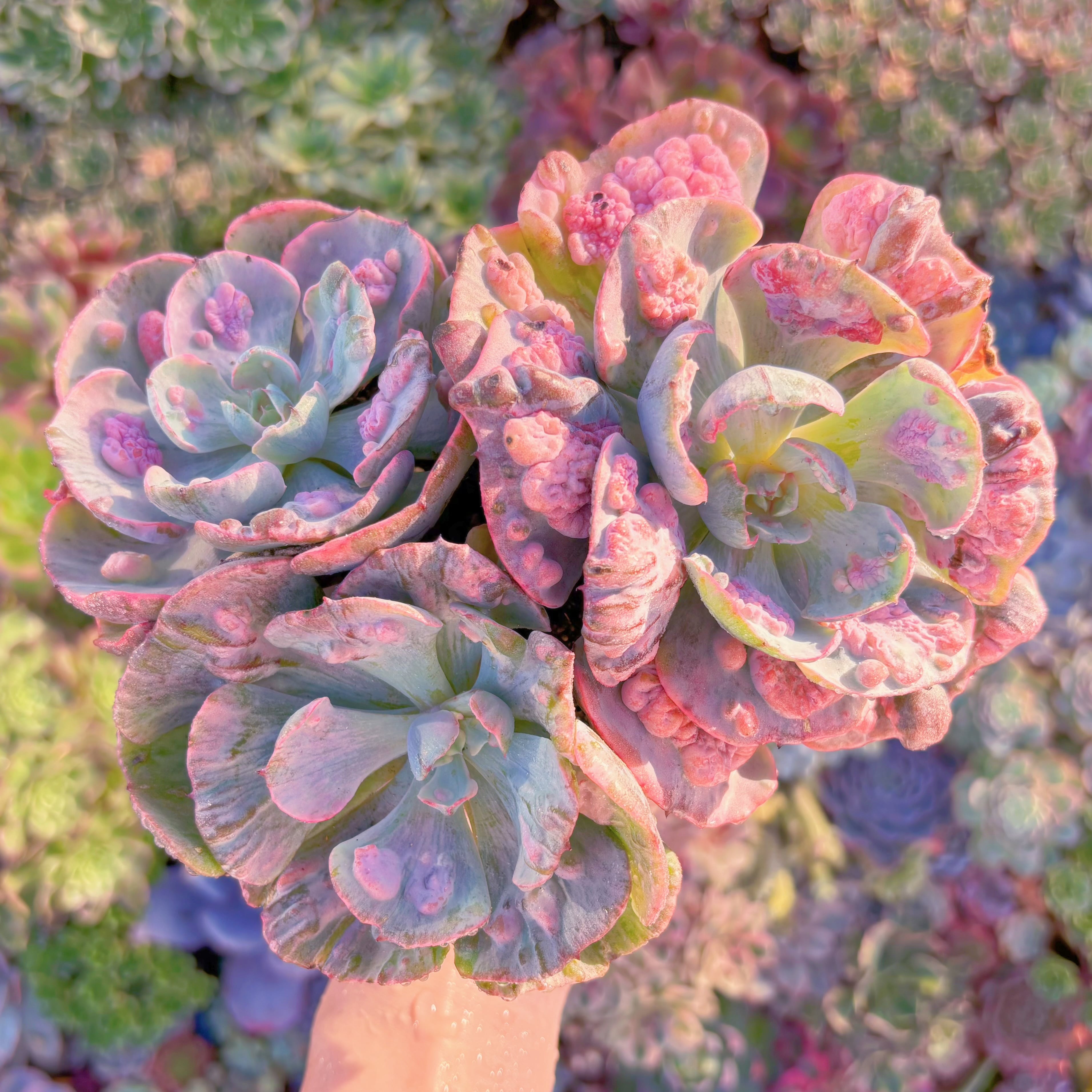 現品　ビヨンセ錦#A077　希少大群生　新入荷　るる農園