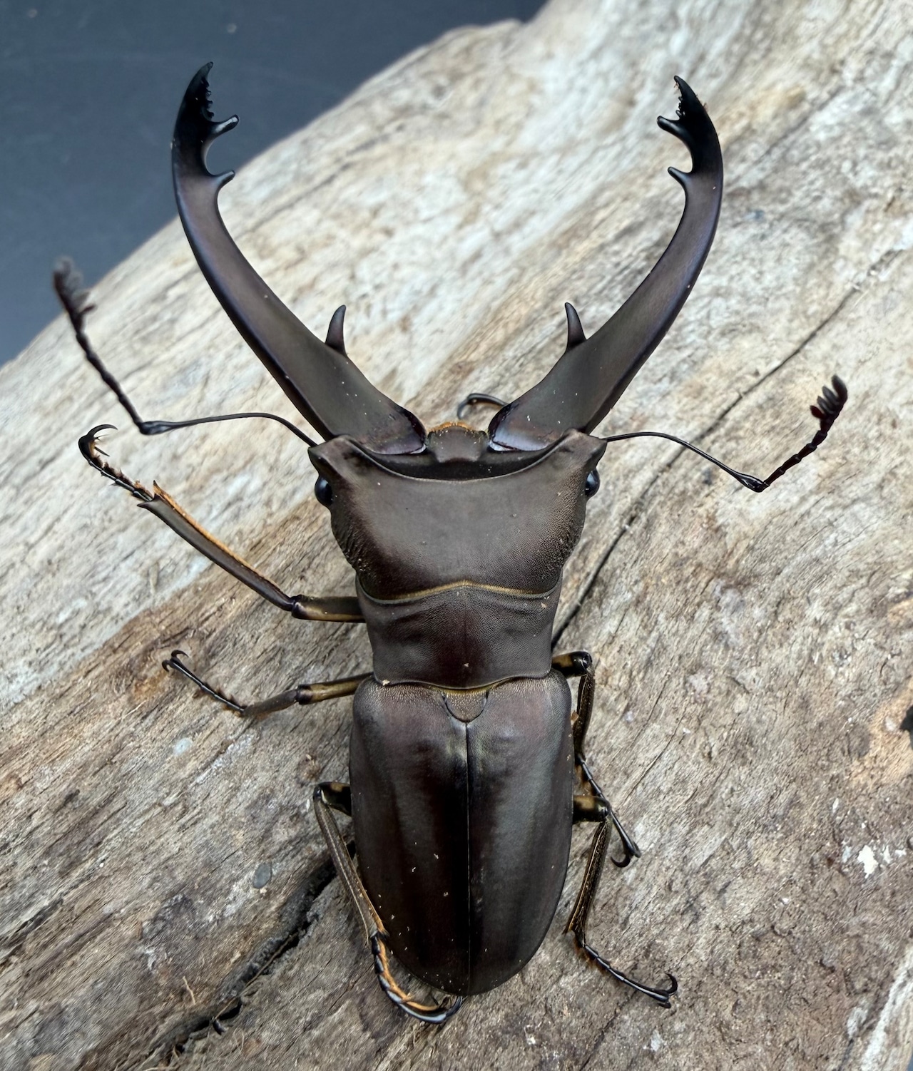 【WD】《イグジミウスホソアカ 50mm ペア》