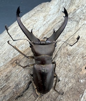 【WD】《イグジミウスホソアカ 50mm ペア》