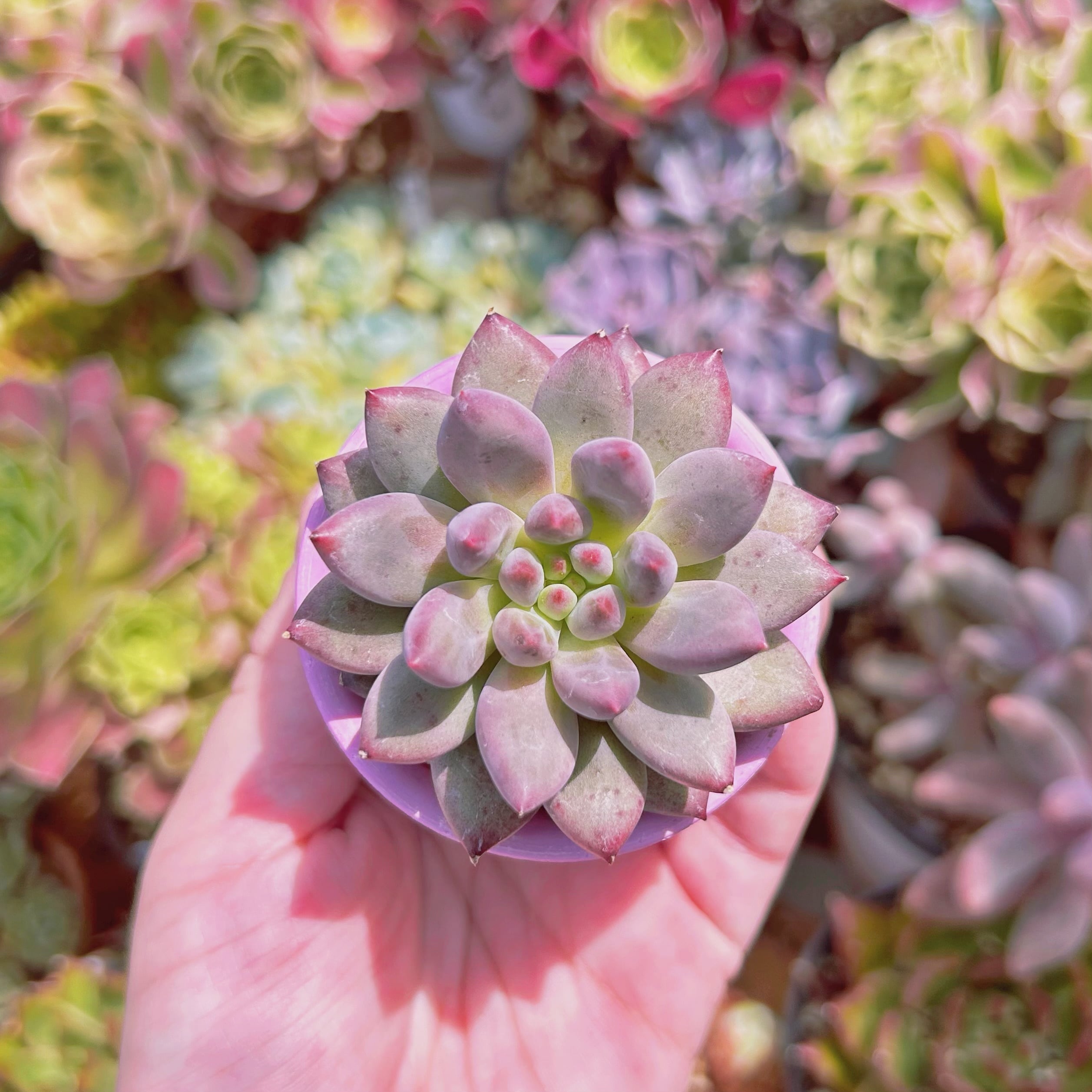 現物　多肉植物　金魚姫　抜き苗