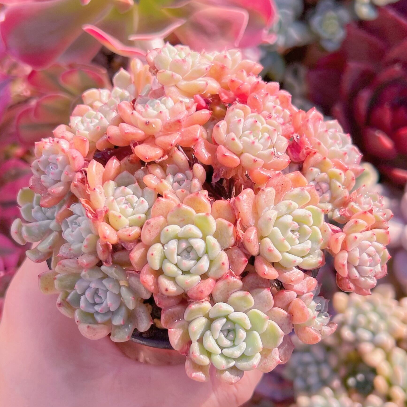 現品　スノーピーチ#A59　新入荷　るる農園