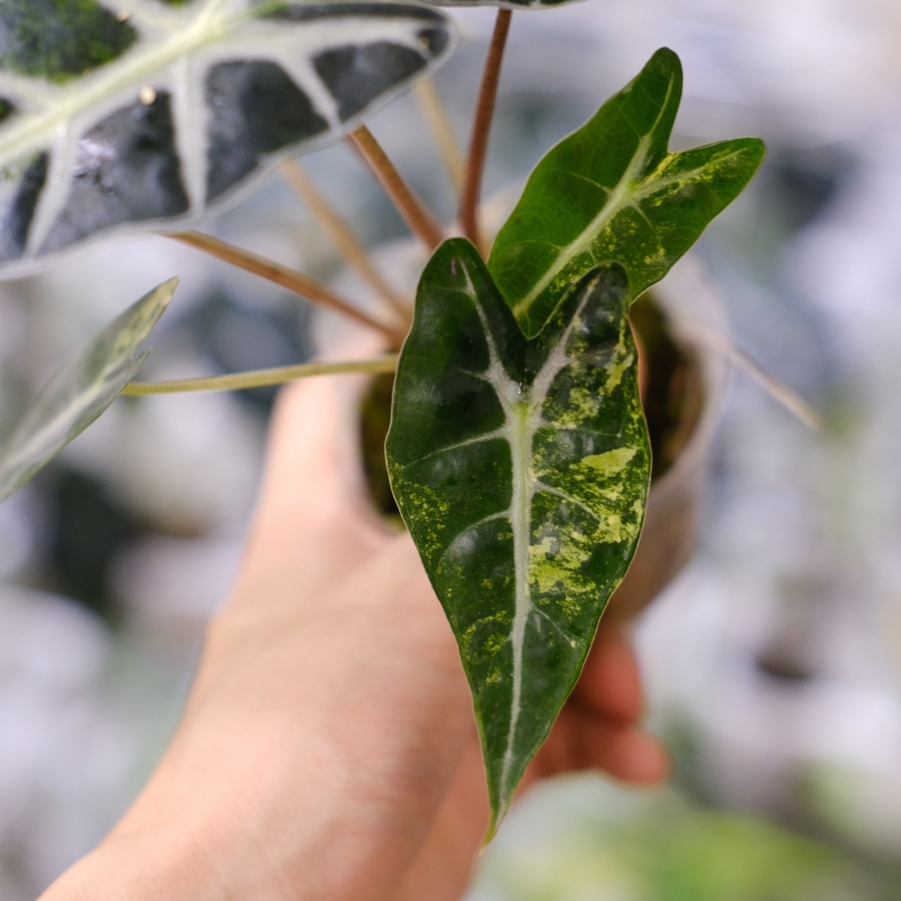 アロカシア バンビーノ イエロー / Alocasia bambino variegated 'Yellow'⑬ / 観葉植物