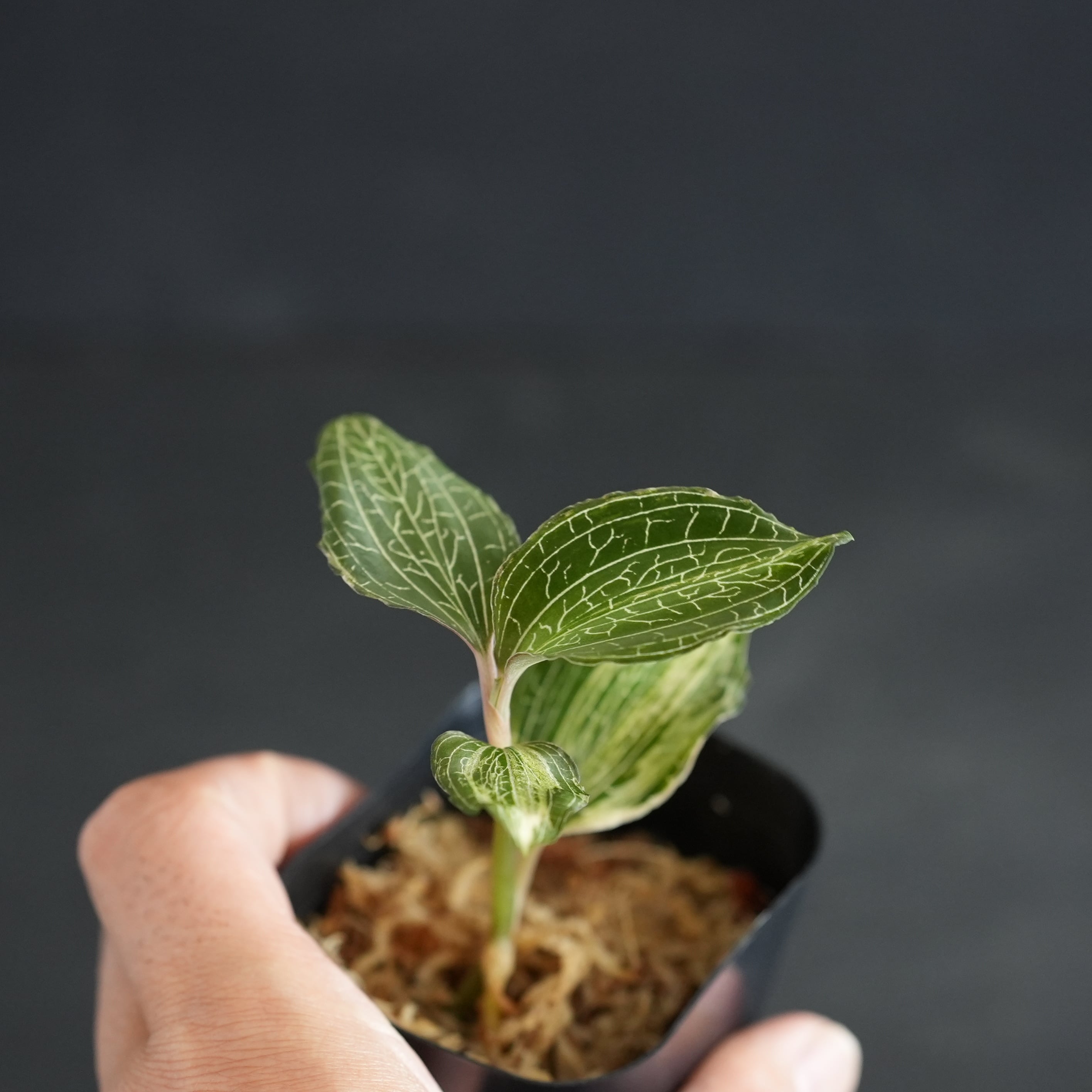 ◇現品◇Anoectochilus roxburghii 'Nail' 斑入り【ジュエルオーキッド