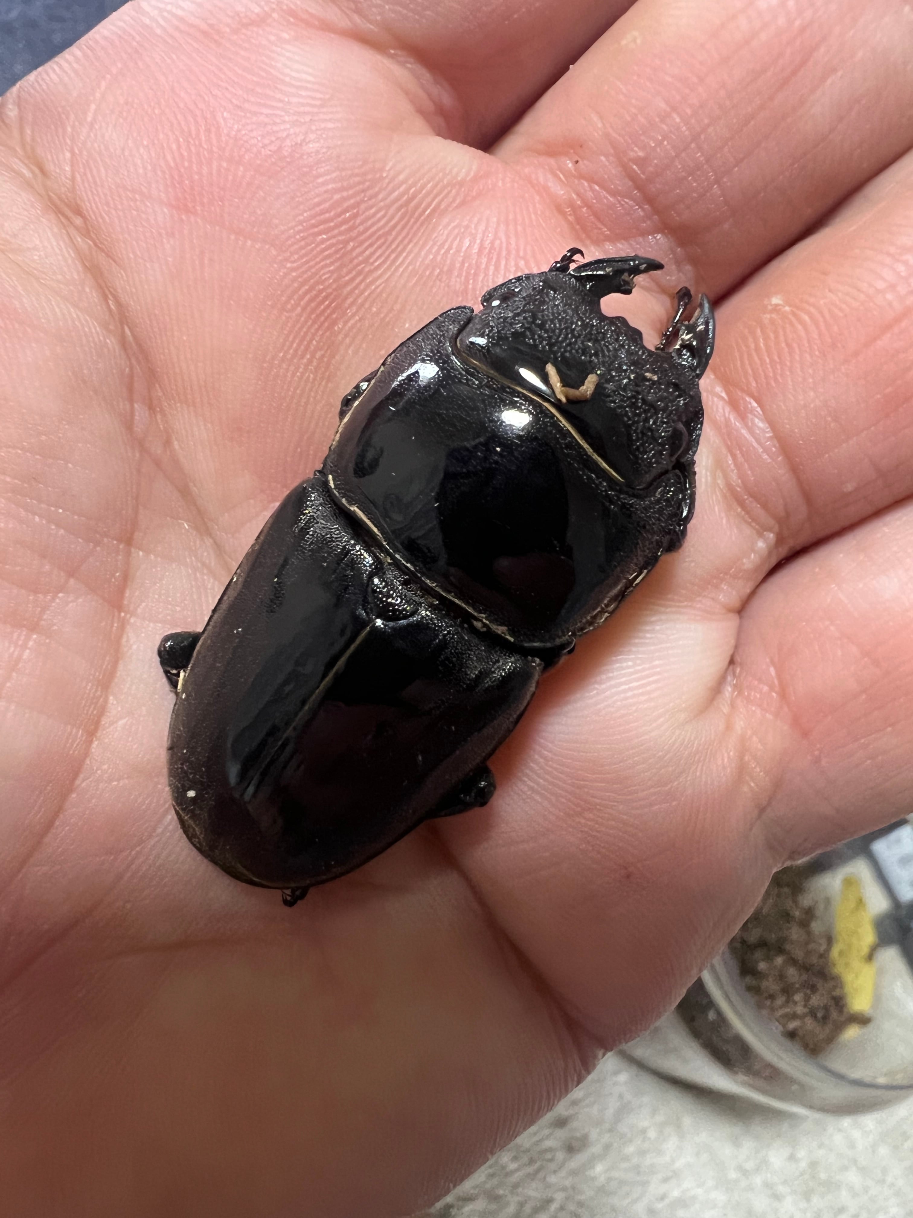 スマトラオオヒラタ世子♂97・2mm×♀53mmペア スマトラオオヒラタ