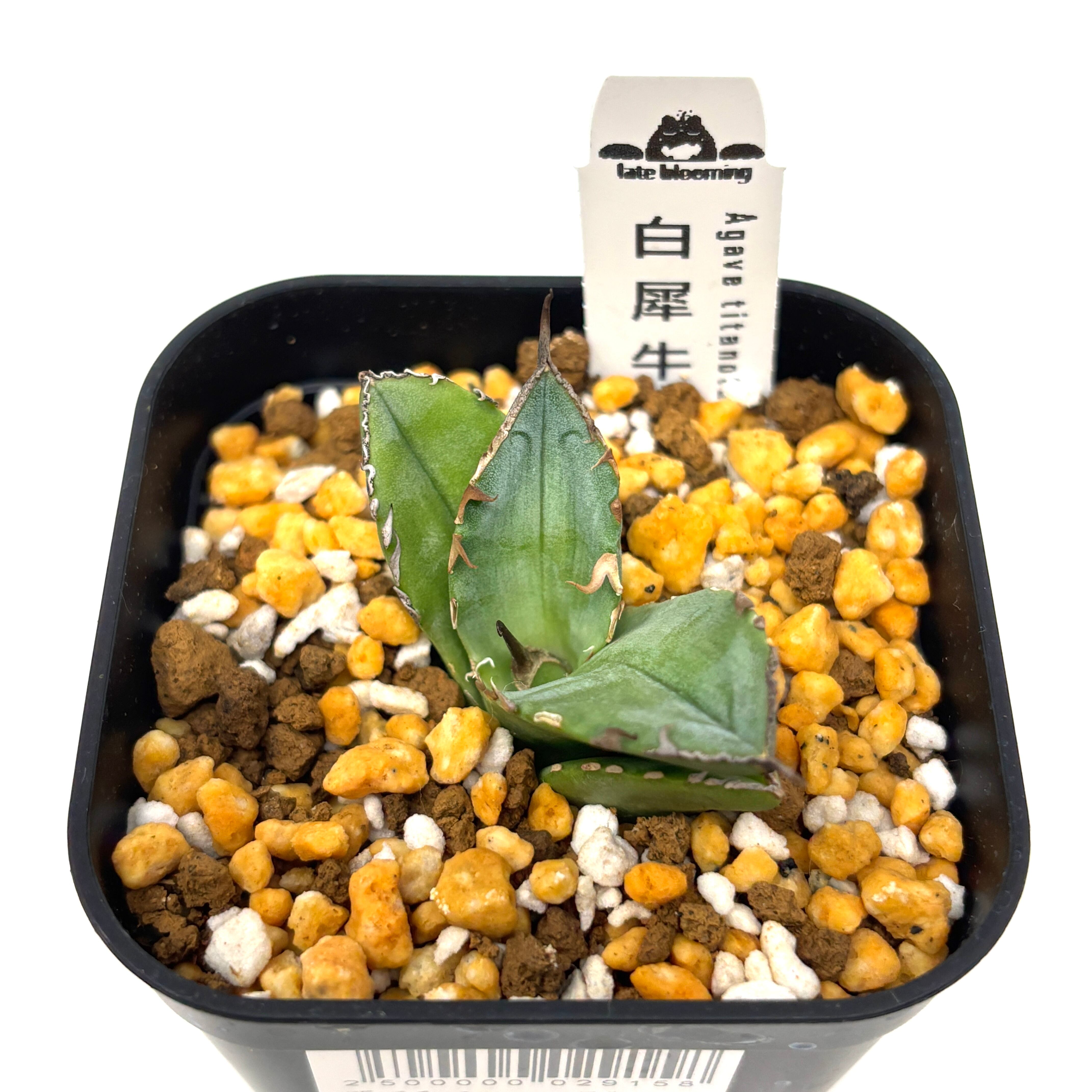 アガベ チタノタ 白犀牛【861】 | PROTOLEAF プロトリーフ