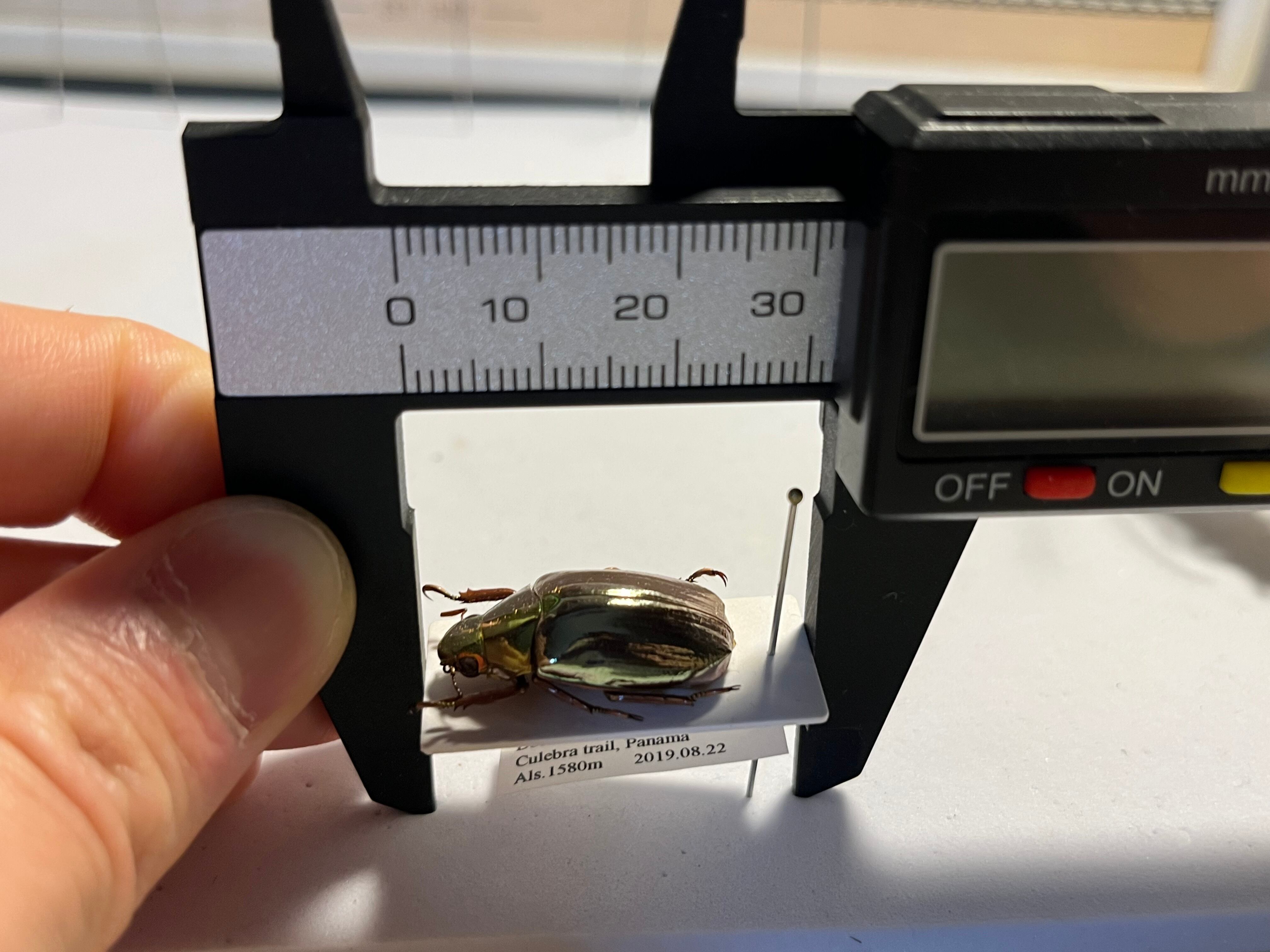 23mm】オプティマプラチナコガネ 標本 頭が金！カナブン ウグイス