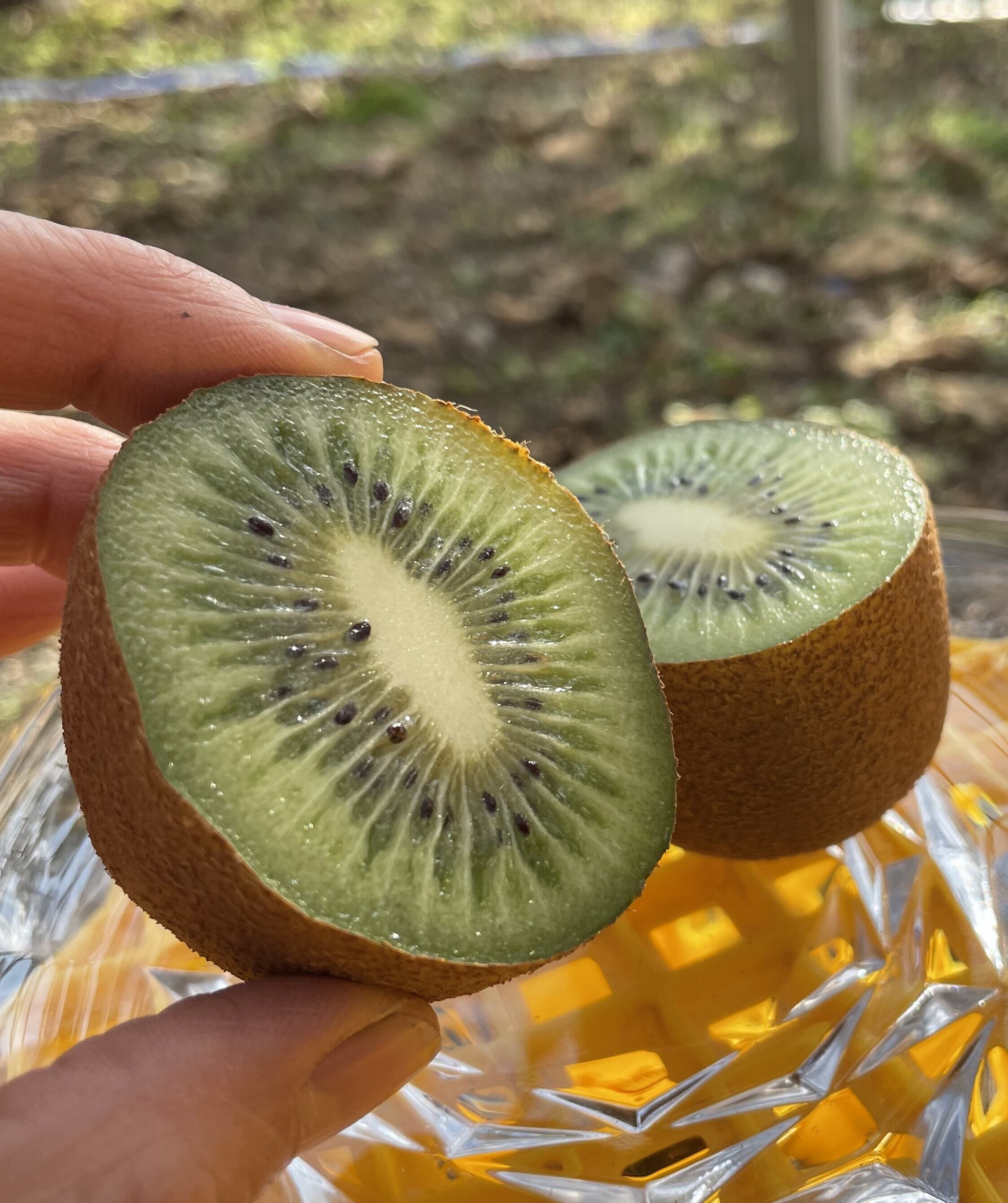 キーウィのもり