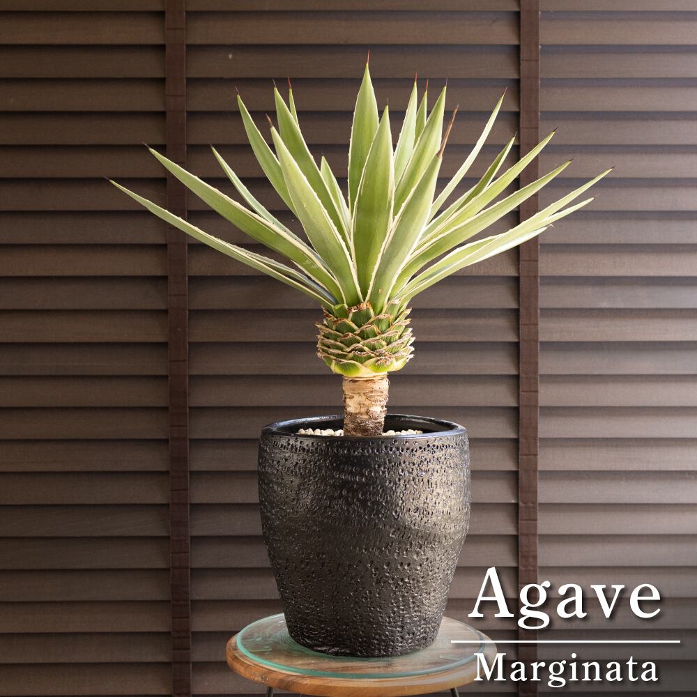 幹立ち アガベ ハクセンコウ Agave Marginata 白閃光 8号 陶器鉢 0801BK