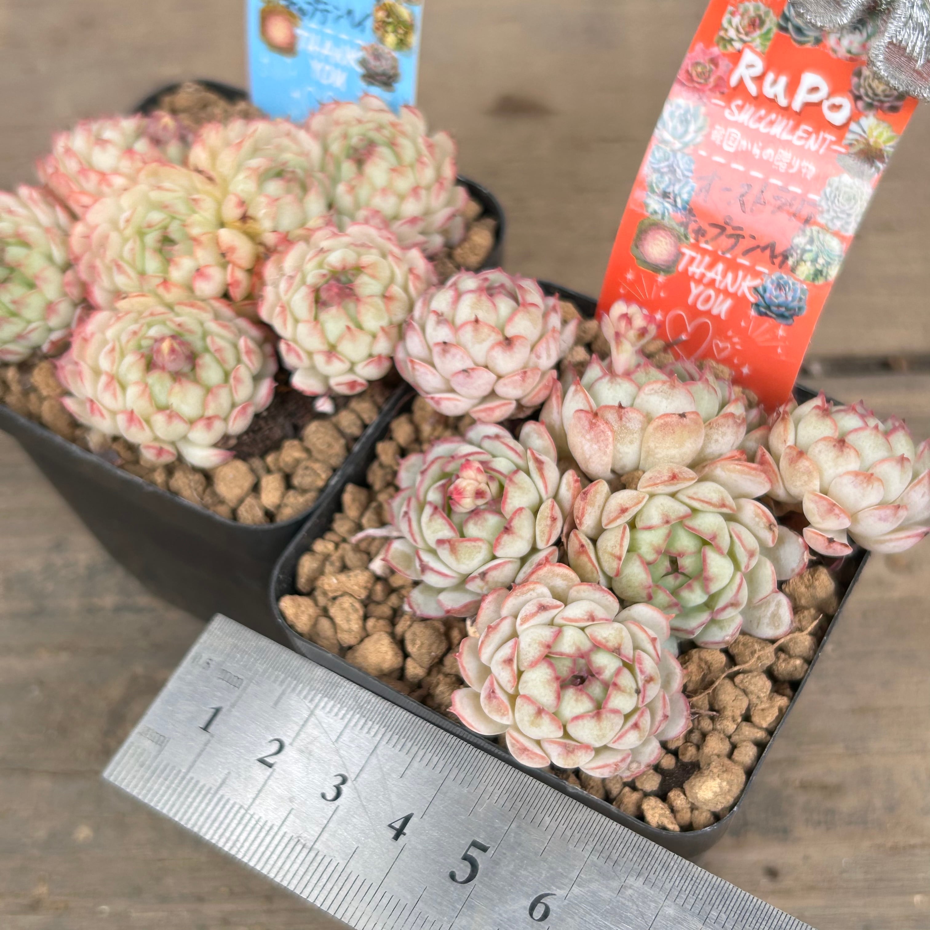 オーストラリアキャプテンヘイ 韓国苗 | RuPo 多肉植物専門店