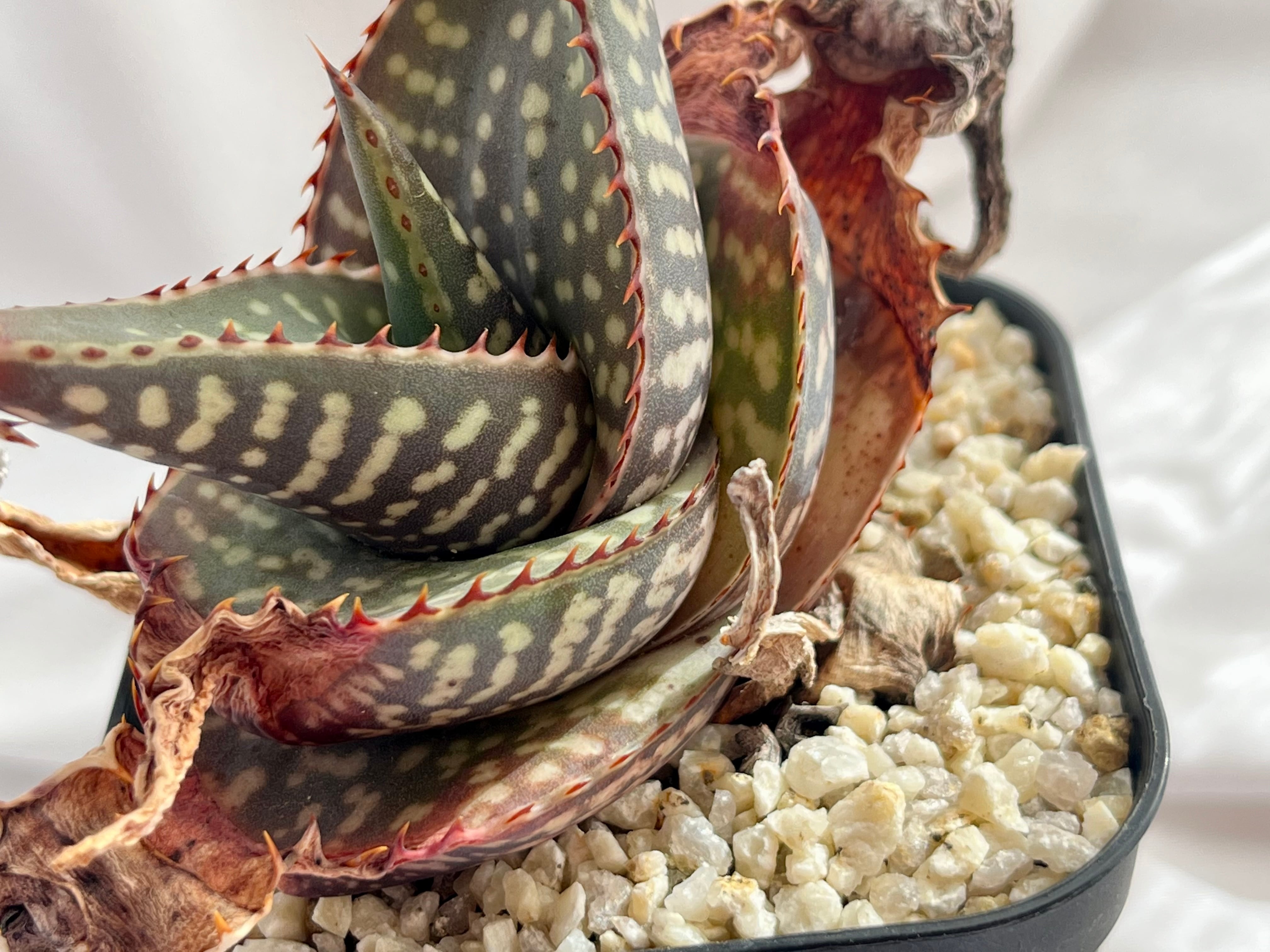 レア✨アロエ lavaqueen 子株 アロエ ラウヒー【853】 | PROTOLEAF プロトリーフ