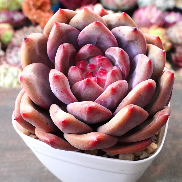 ※再入荷※【アリエル】多肉植物　人気　定番　紅葉