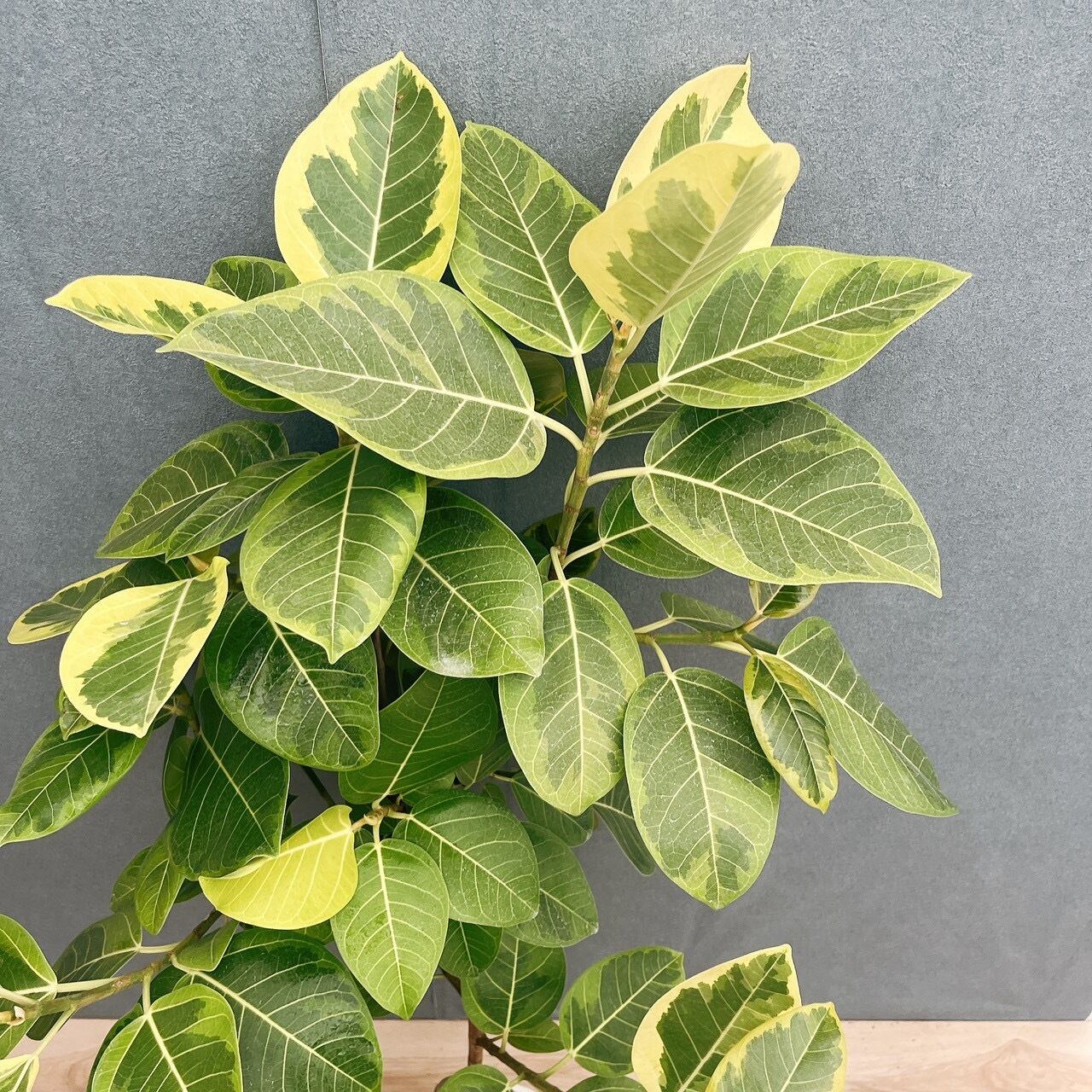 ［現品］4番　フィカス　アルテシマ　10号　観葉植物　室内　大型　特大　ゴムの木 現品］4番 フィカス アルテシマ 10号 観葉植物 室内 大型 特大 ゴムの
