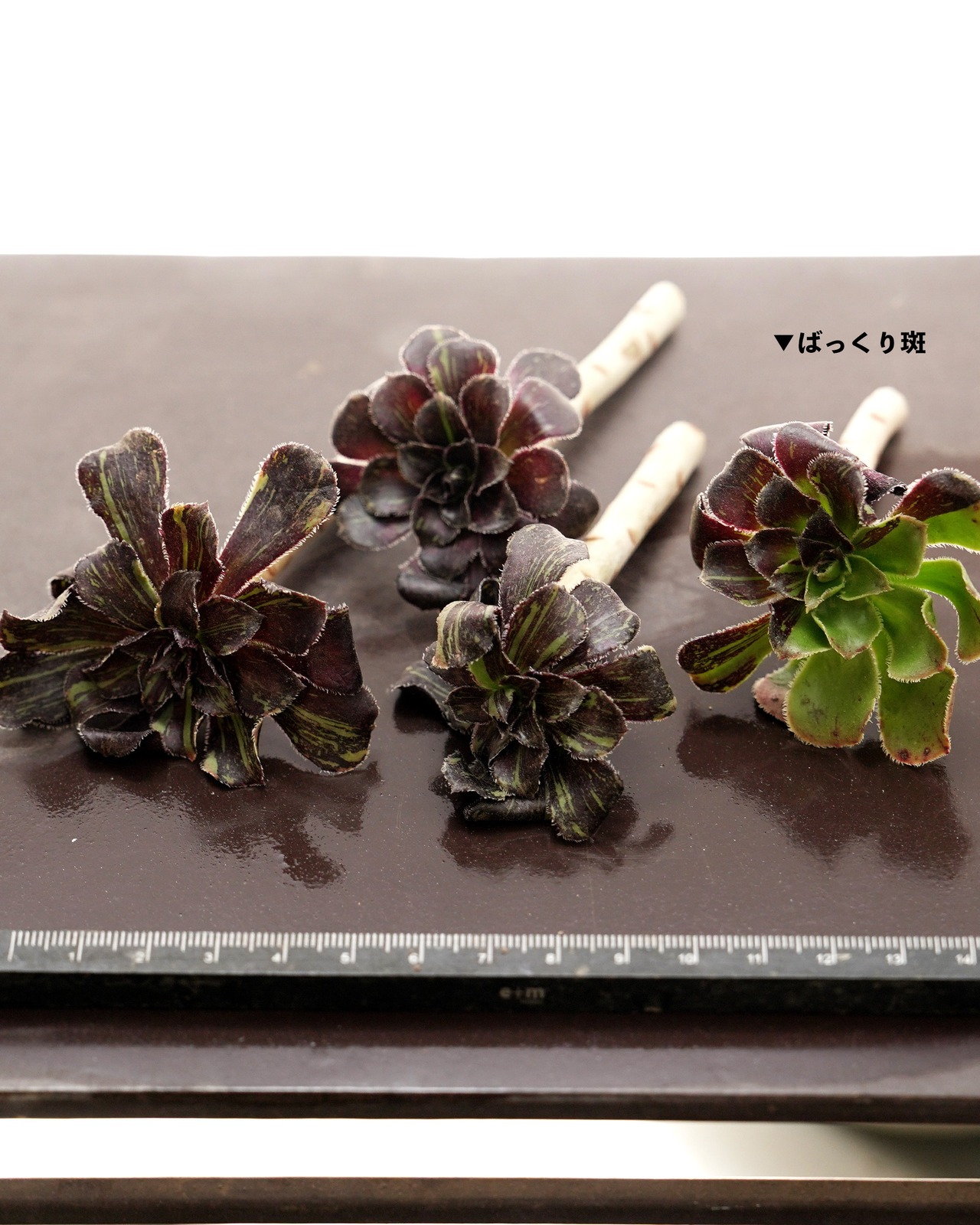 カット苗 アエオニウム 水墨画 Aeonium 'Ink Painting'