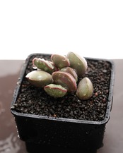 抜き苗 アドロミスクス オーラスマウンテン Adromischus marianiae var.hallii 'Aurus Mt.'