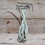 【送料無料】ドゥラティ L〔エアプランツ〕現品発送T0999