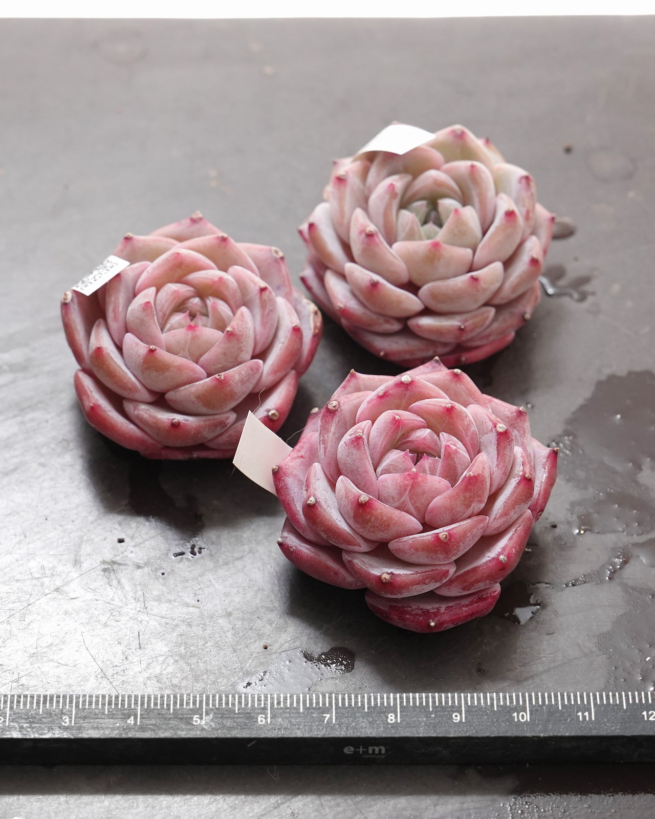 発根済カット苗 リリス Echeveria 'Lilith'